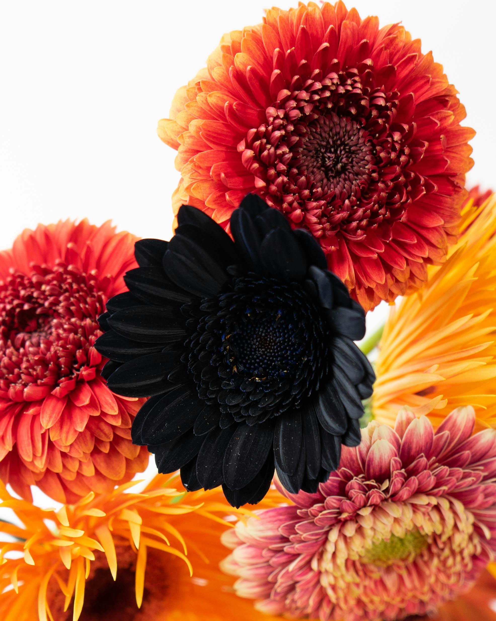 花y…ページ•*¨*•.¸♬︎ Cerise Bouquet