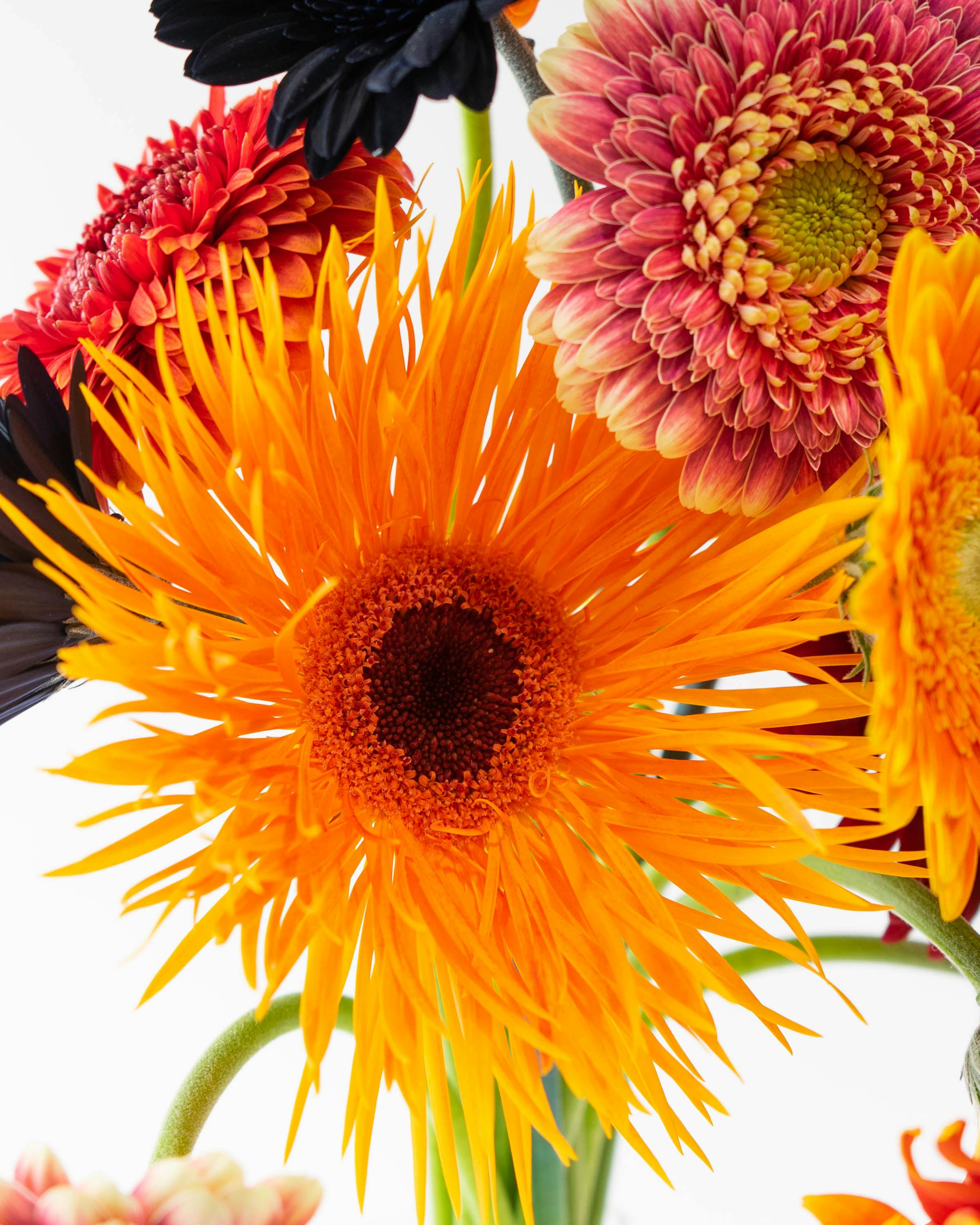 産地直送 ガーベラ 花束 ハロウィンミックス(15本) ／静岡 松下