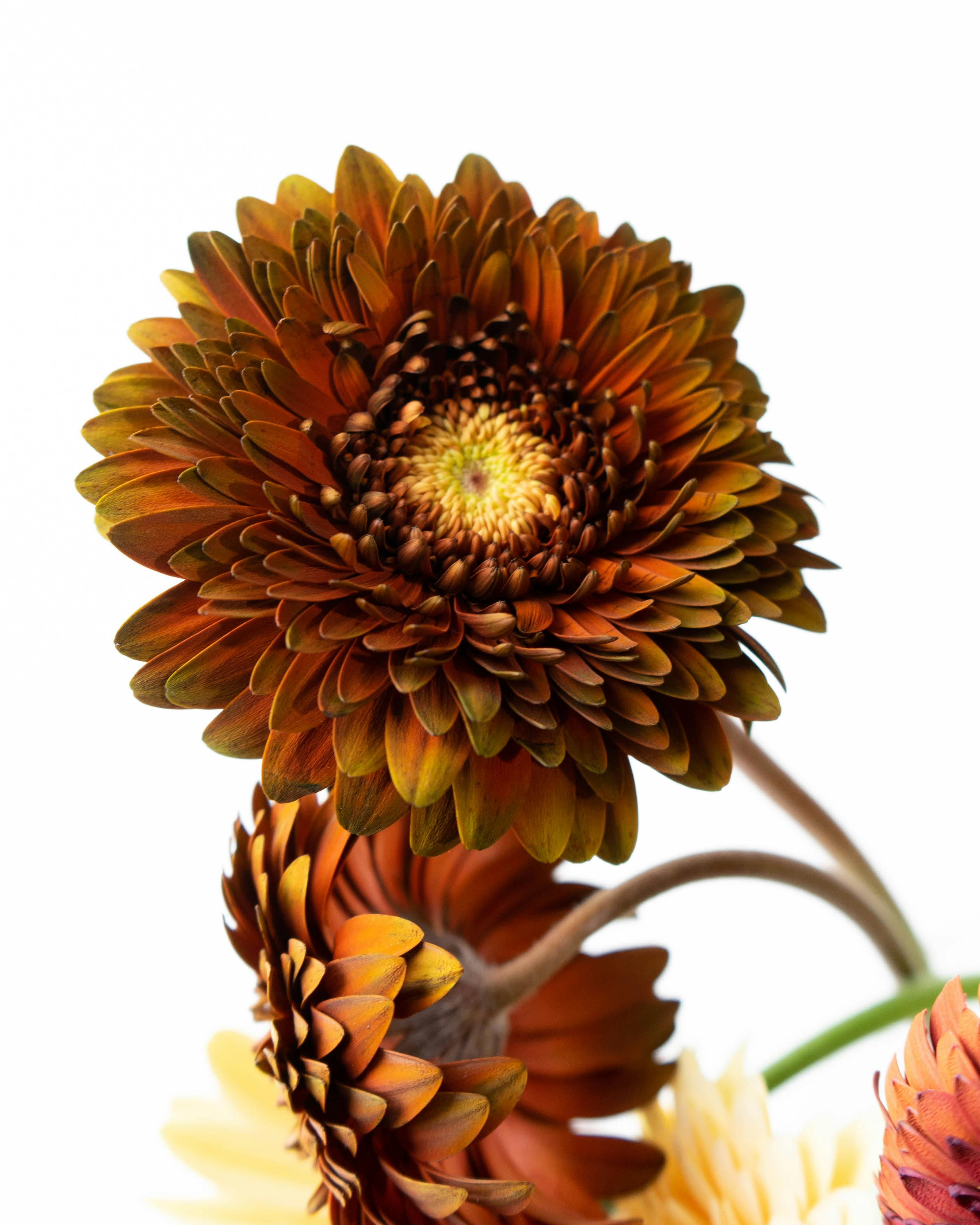 ガーベラ　15本セット 産地直送 ガーベラ 花束 ブラウンミックス(15本) ／静岡 松下園芸から