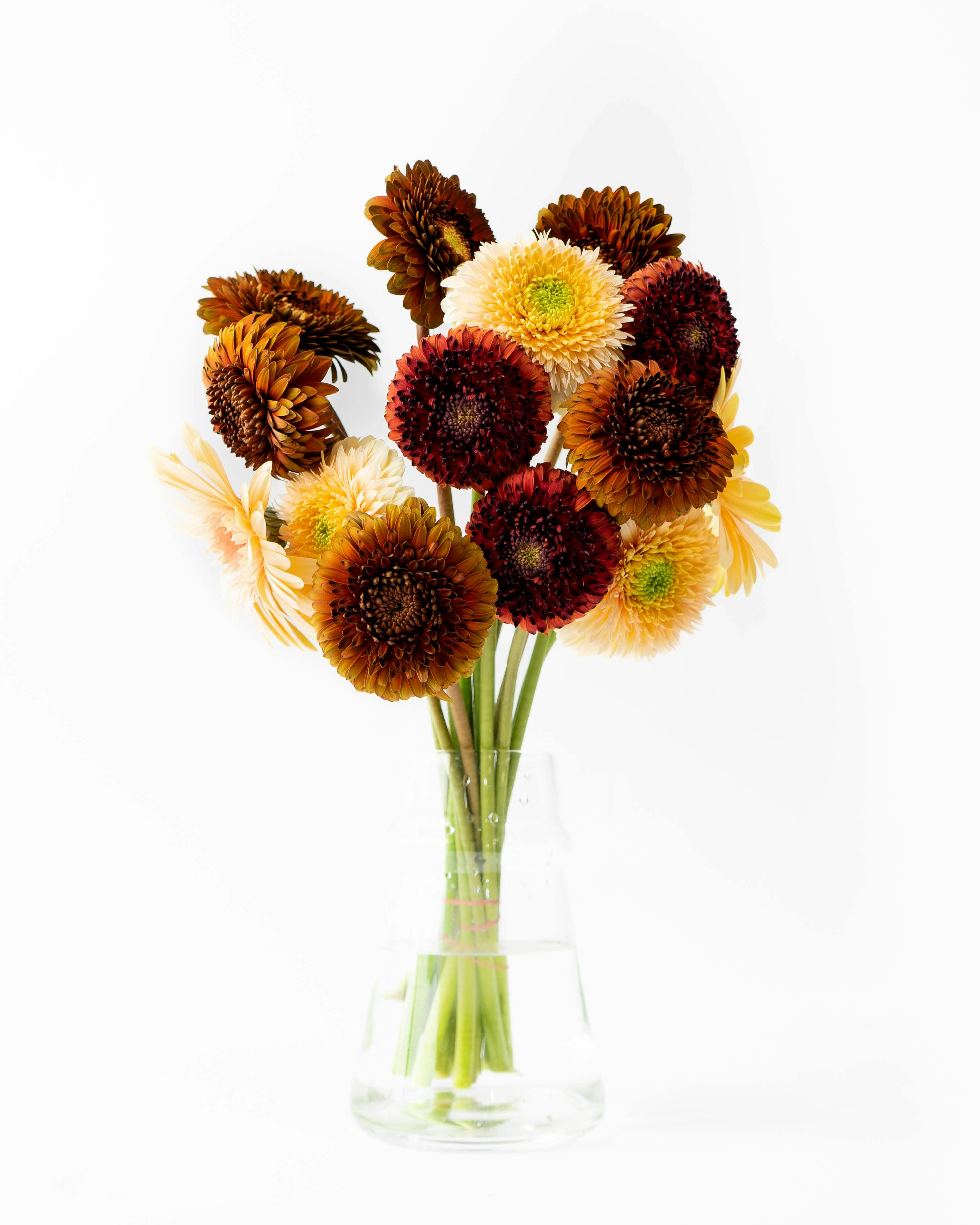 産地直送 ガーベラ 花束 ブラウンミックス(15本) ／静岡 松下園芸から