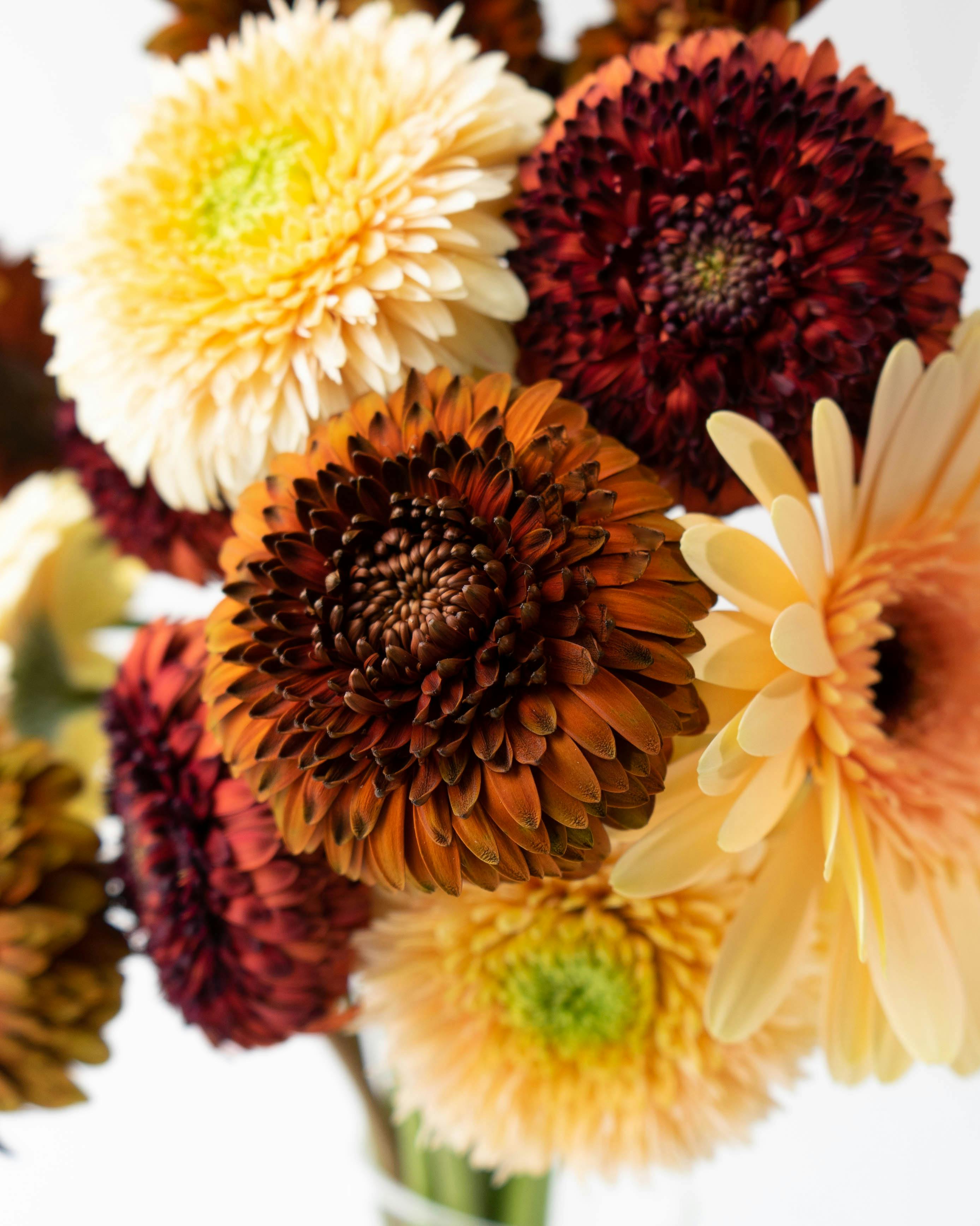 産地直送 ガーベラ 花束 ブラウンミックス(15本) ／静岡 松下園芸から