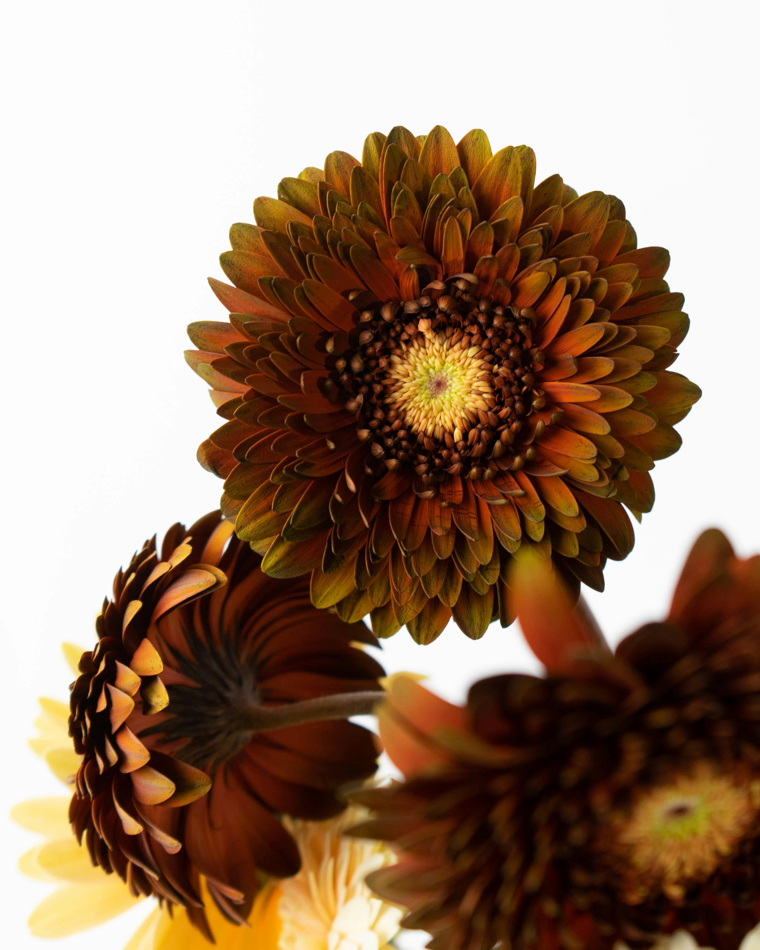 ガーベラ　15本セット 産地直送 ガーベラ ピンク 15本束／静岡 松下園芸からお届け | 花束