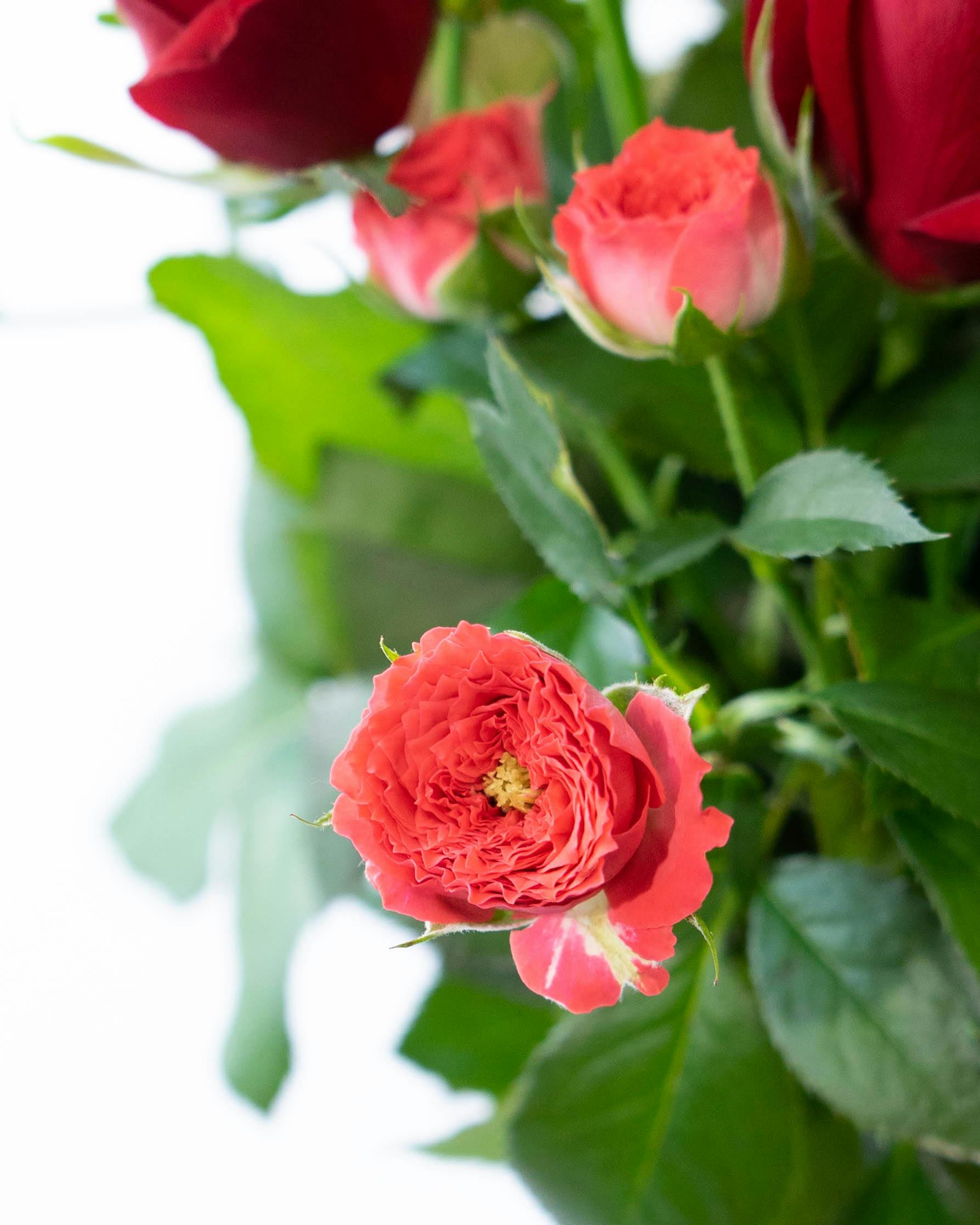 産地直送 バラ花束 レッド系ミックス（10本入り）／愛知 榊原薔薇園