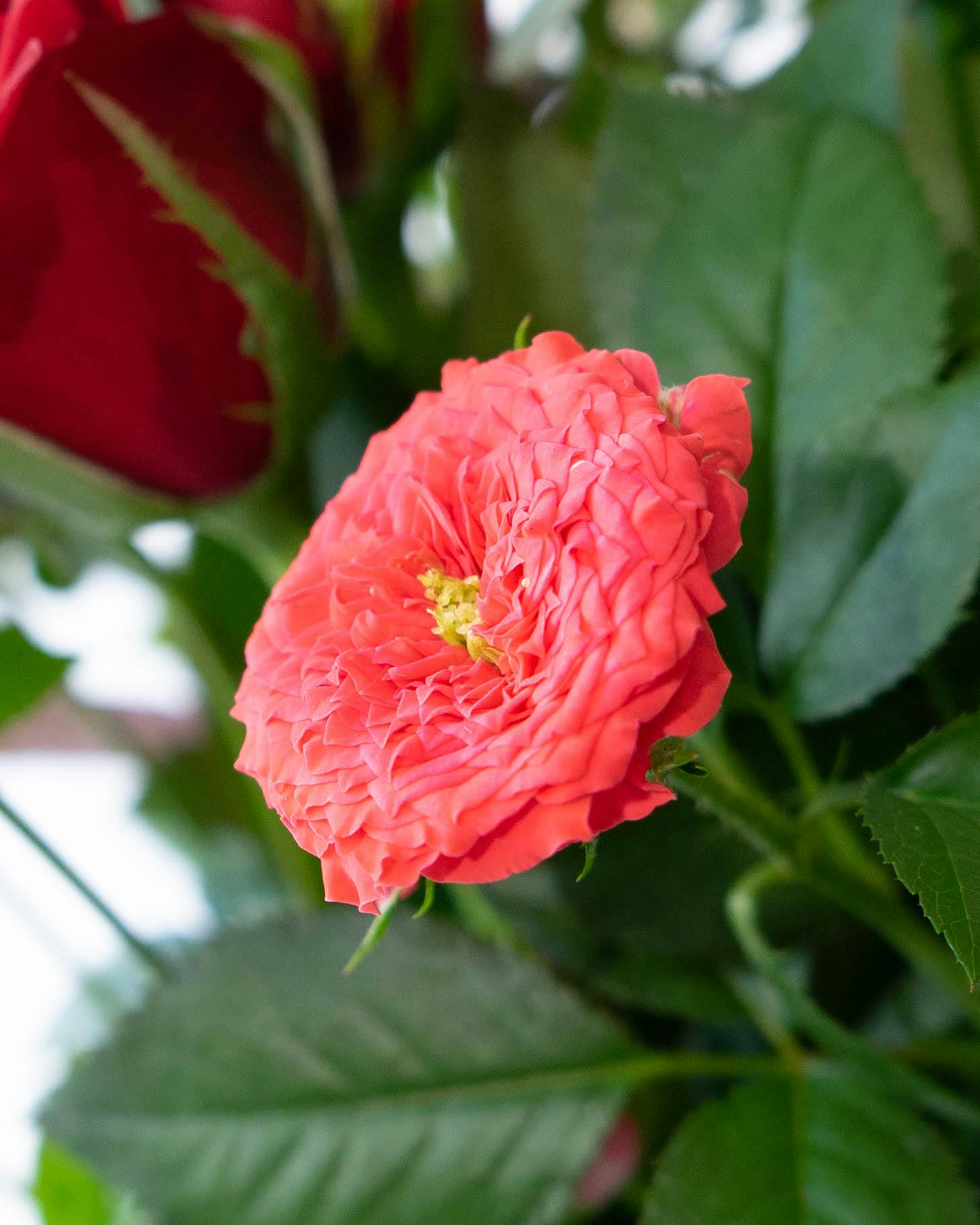 産地直送 バラ花束 レッド系ミックス（10本入り）／愛知 榊原薔薇園