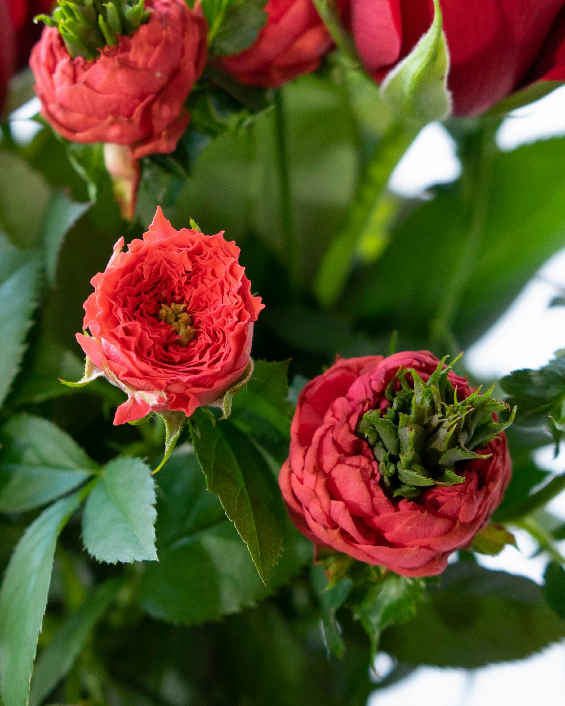 産地直送 バラ花束 レッド系ミックス（10本入り）／愛知 榊原薔薇園
