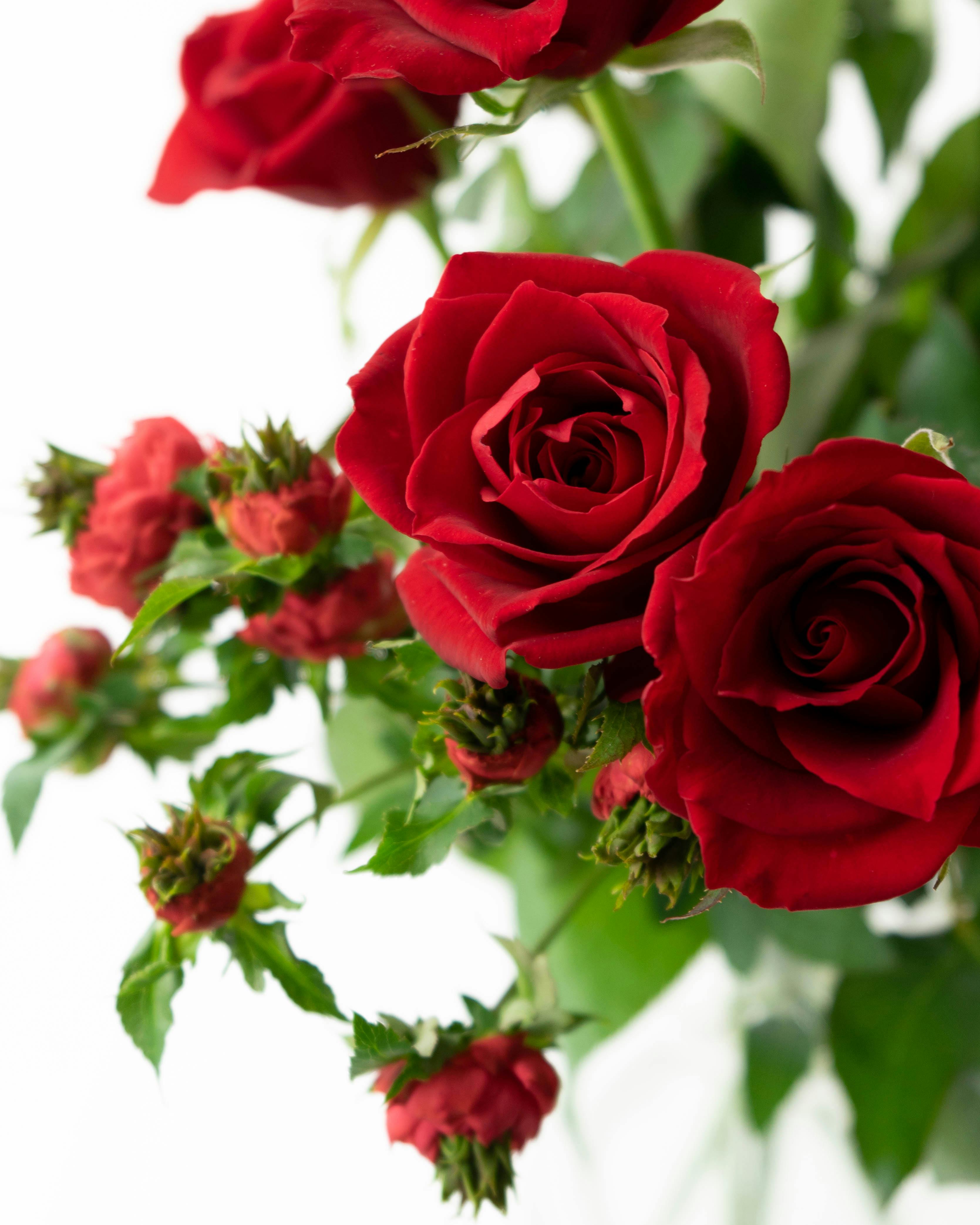 産地直送 バラ花束 レッド系ミックス（10本入り）／愛知 榊原薔薇園