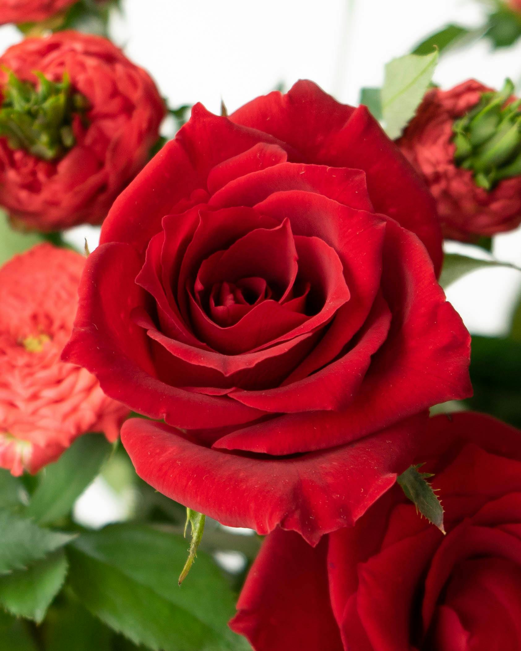 産地直送 バラ花束 レッド系ミックス（10本入り）／愛知 榊原薔薇園