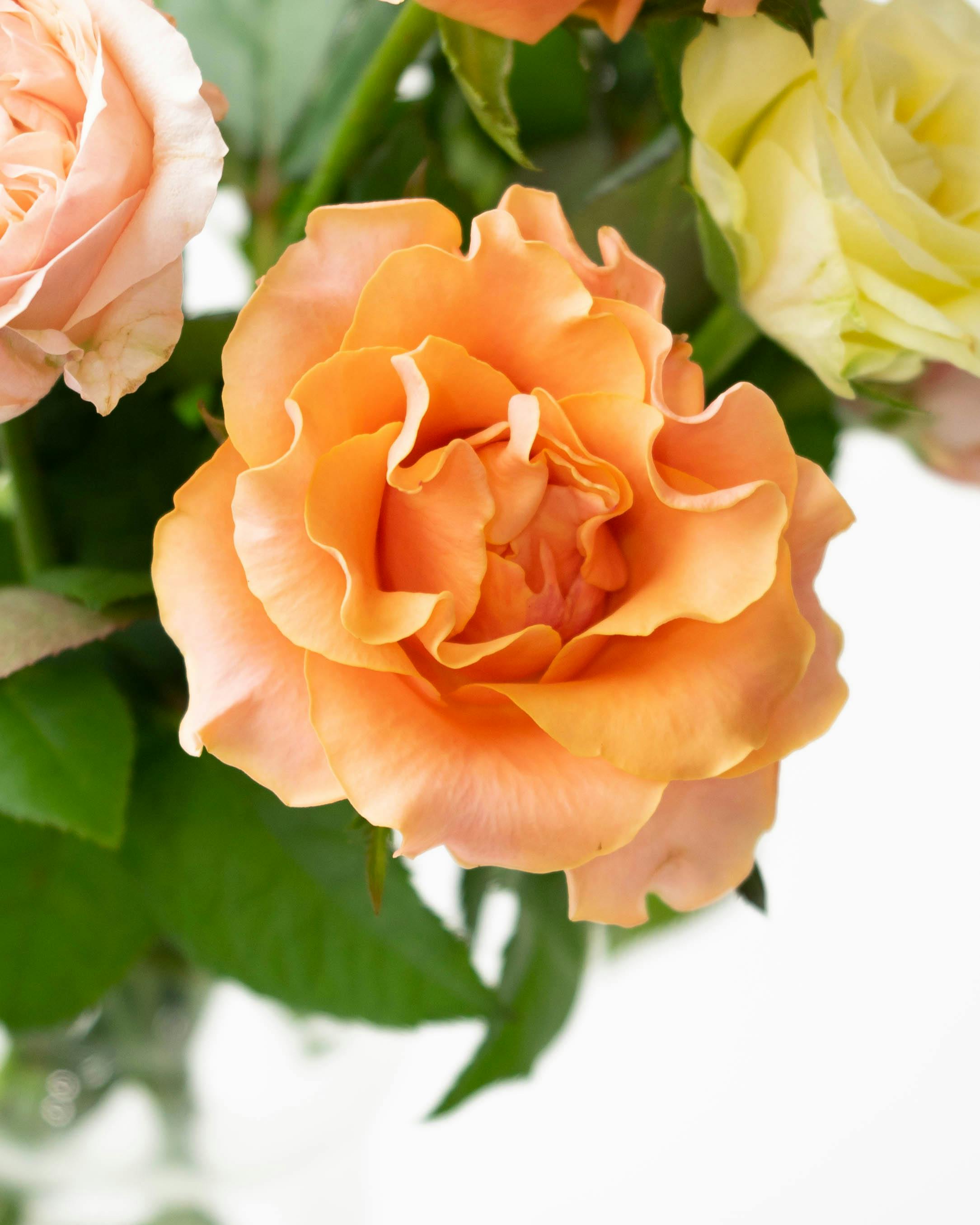 G. Barton バラの花束 産地直送 バラ花束 オレンジ系ミックス（10本入り）／愛知 榊原薔薇園