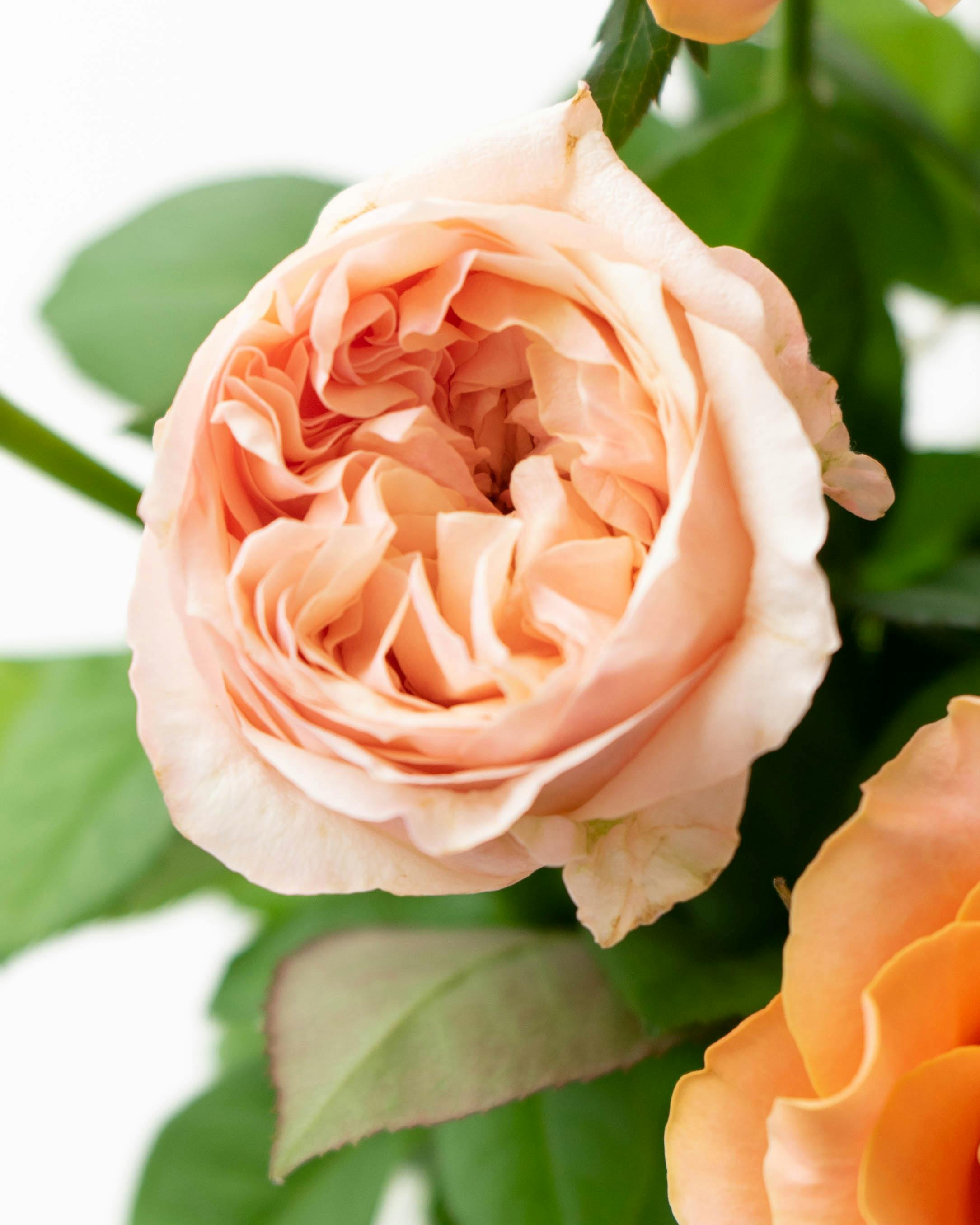 産地直送 バラ花束 オレンジ系ミックス（10本入り）／愛知 榊原薔薇園