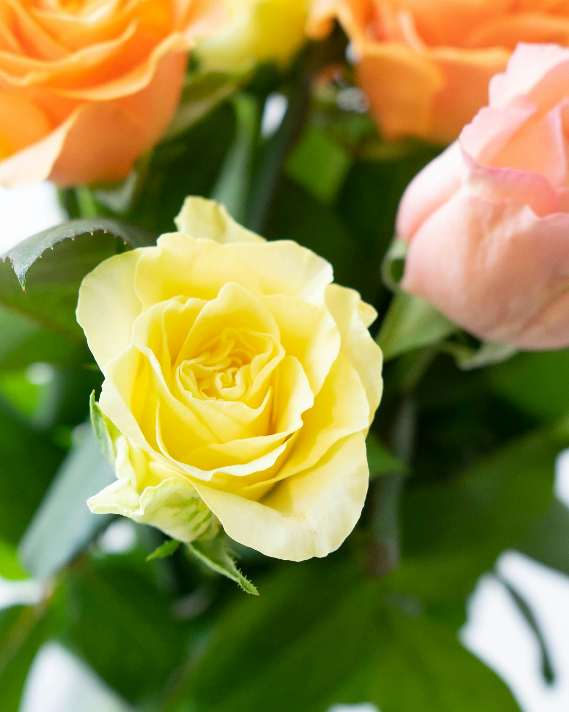 産地直送 バラ花束 オレンジ系ミックス（10本入り）／愛知 榊原薔薇園