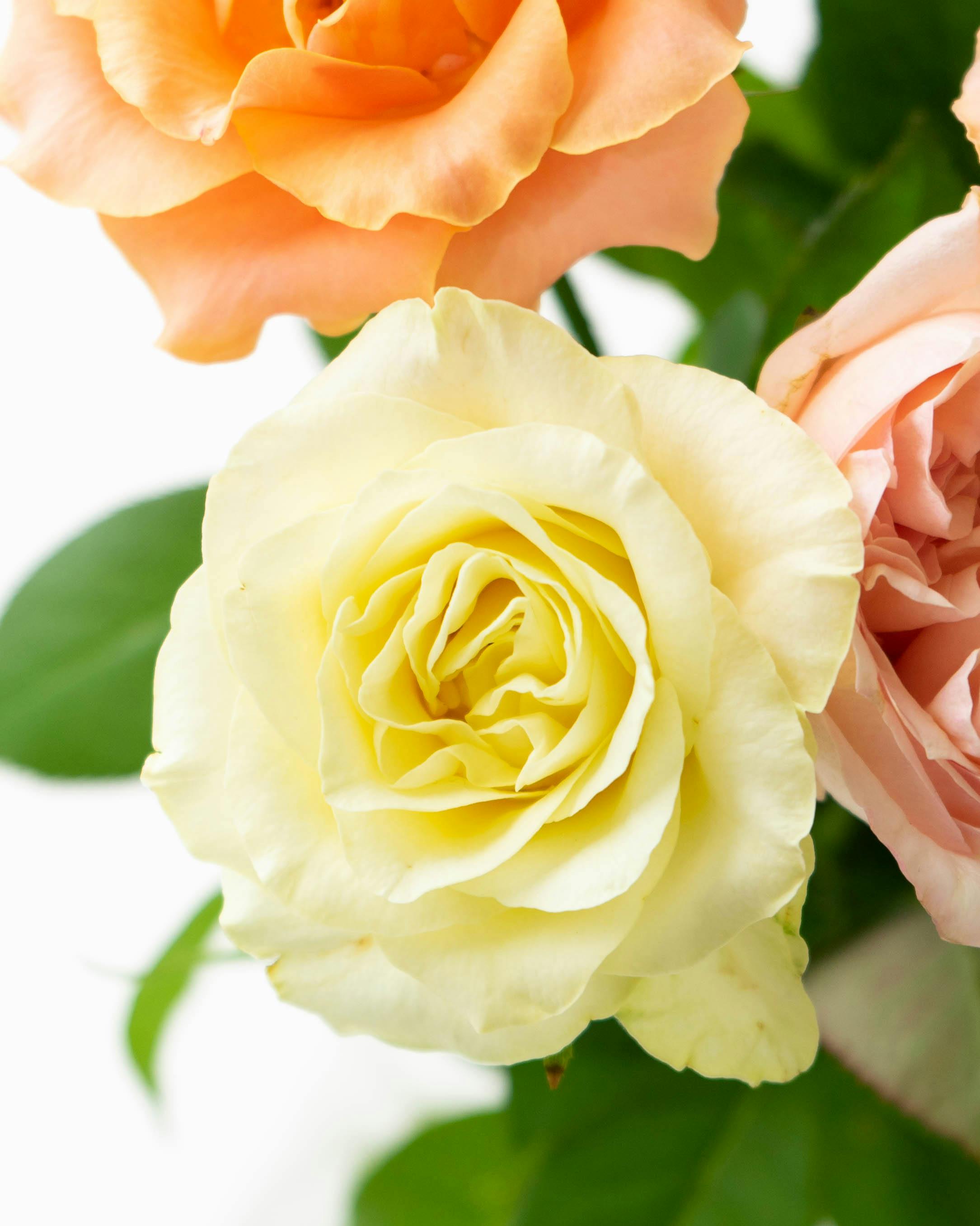 産地直送 バラ花束 オレンジ系ミックス（10本入り）／愛知 榊原薔薇園