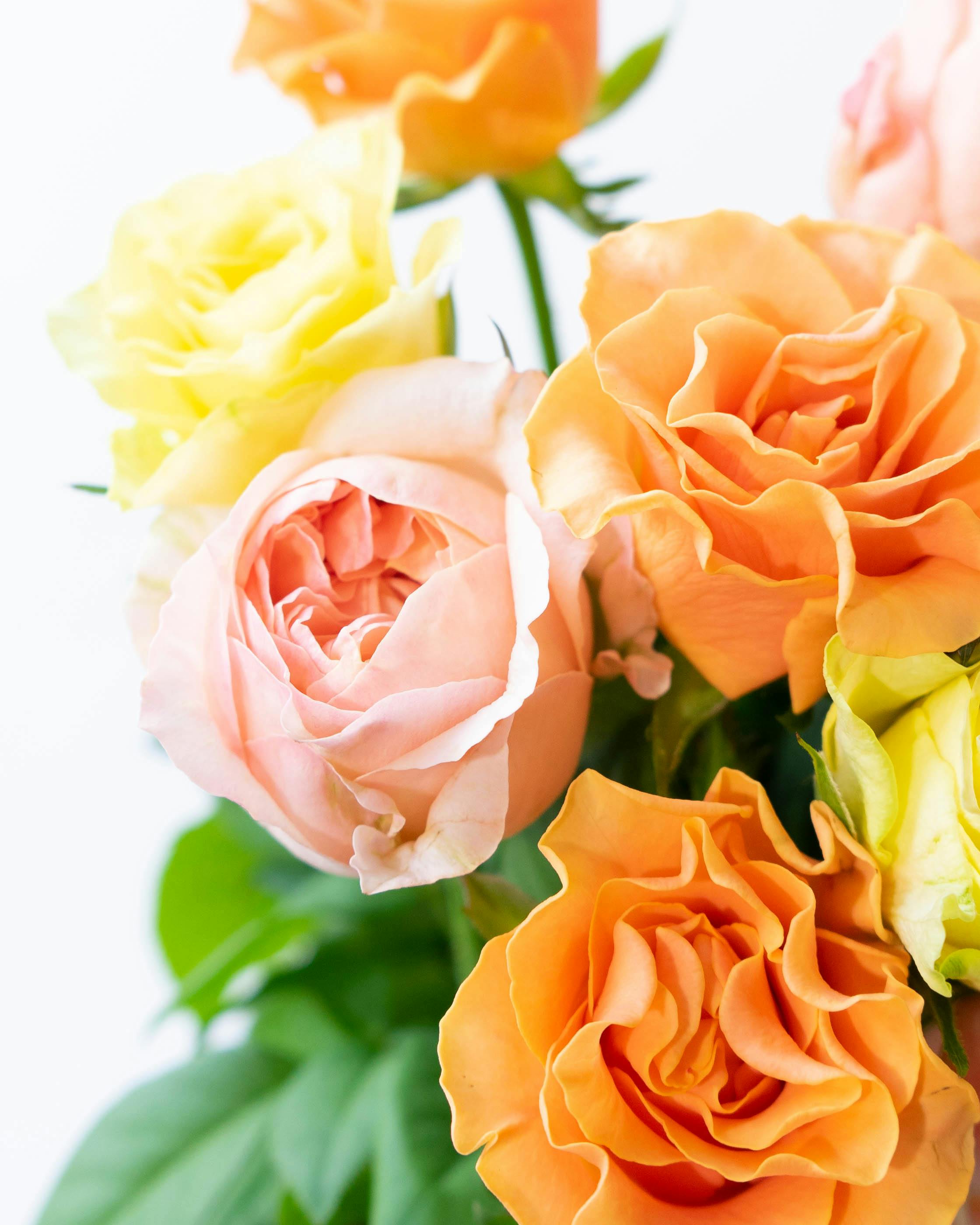 産地直送 バラ花束 オレンジ系ミックス（10本入り）／愛知 榊原薔薇園