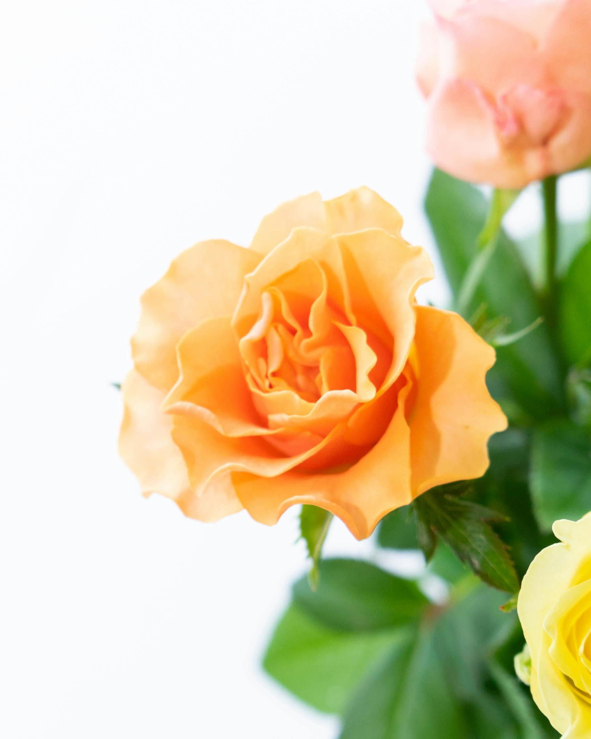 産地直送 バラ花束 オレンジ系ミックス（10本入り）／愛知 榊原薔薇園