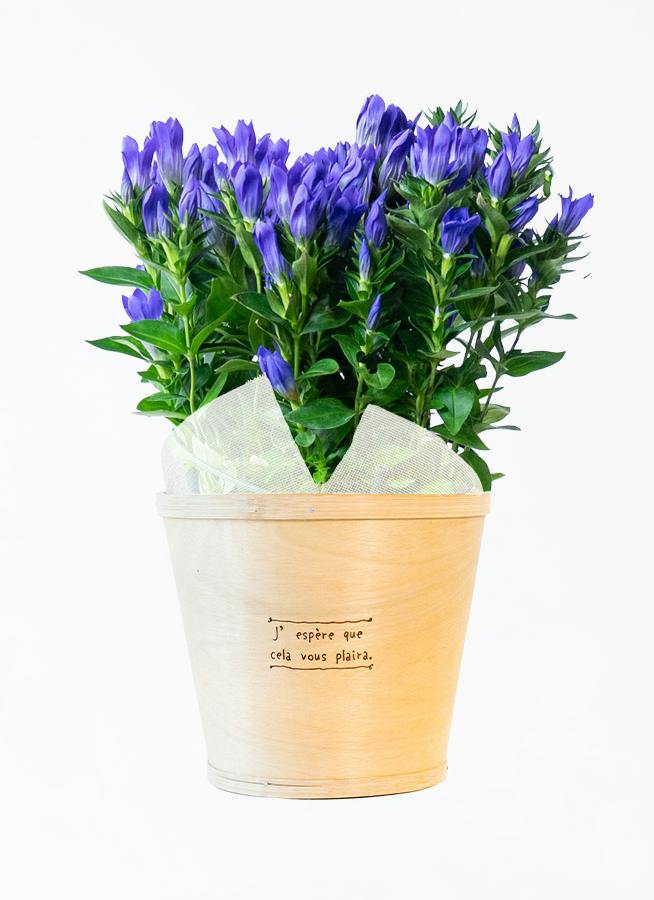 ds-iwate-gentian-hanamakiginga