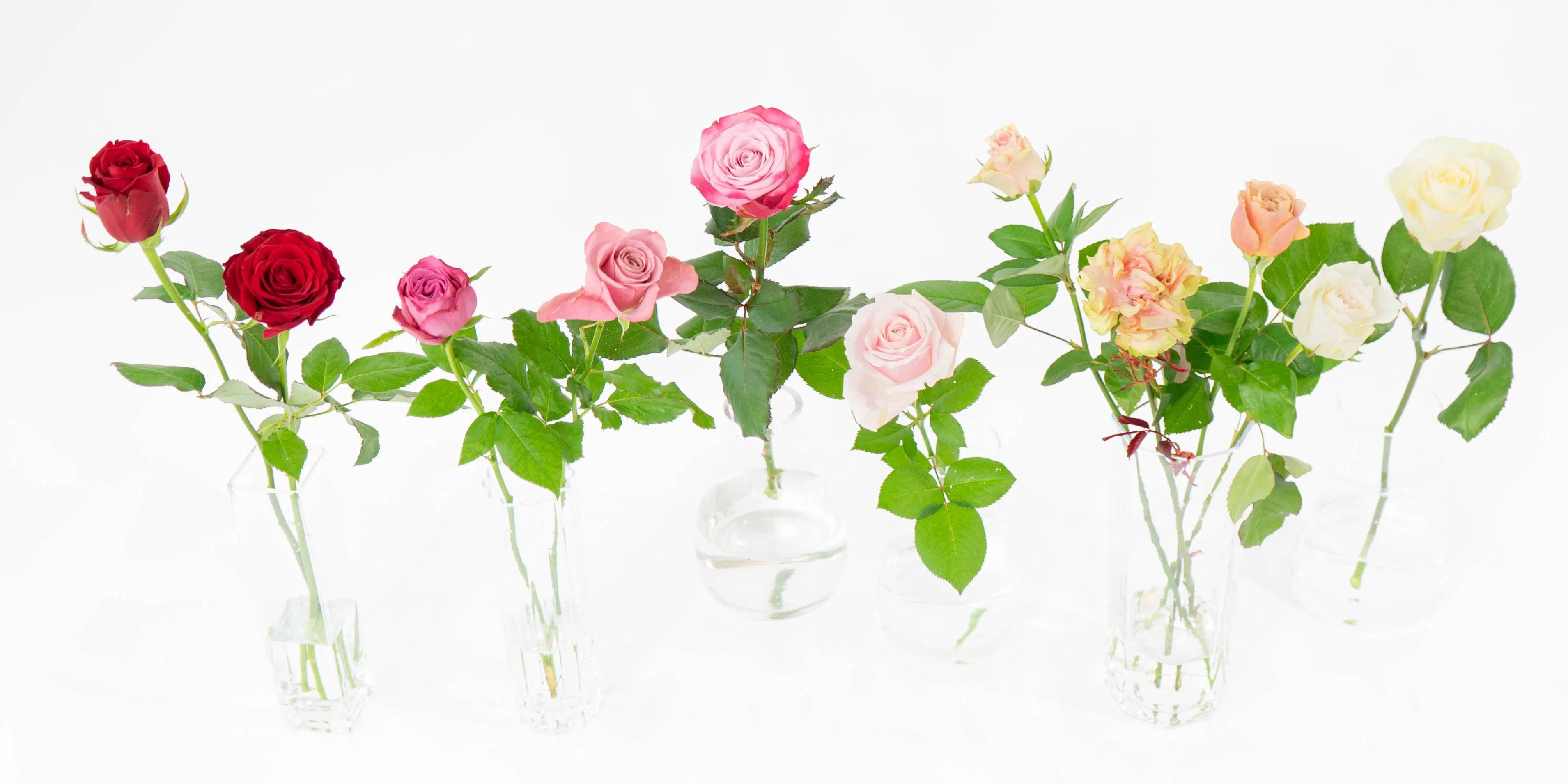 5,000円 ～10.000円の花束・ブーケ | HitoHana（ひとはな）