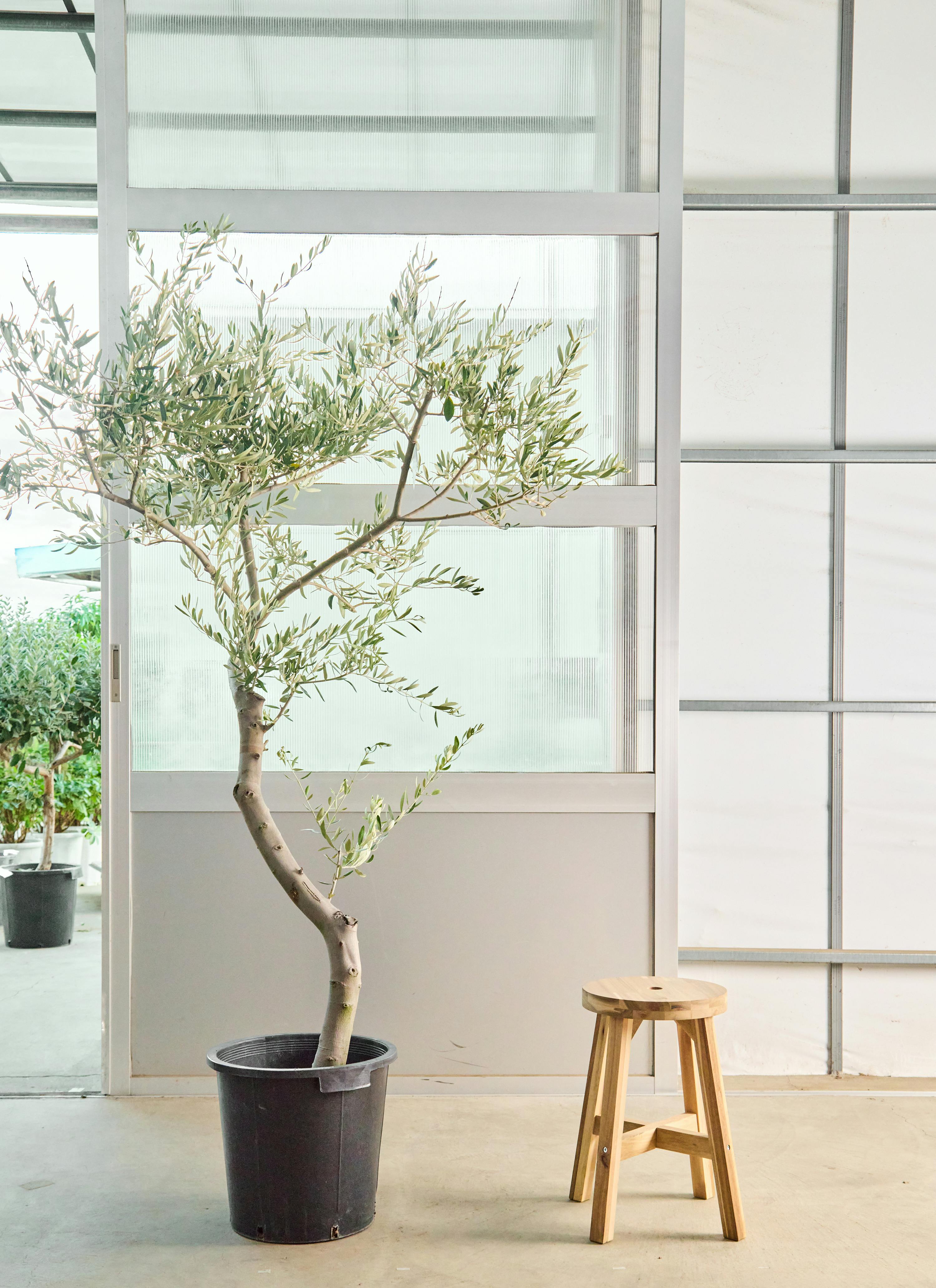 オリーブ　オリーブの木　植木 楽天市場】【現品発送】 オリーブ 苗木 【古木 原木オリーブ (品種