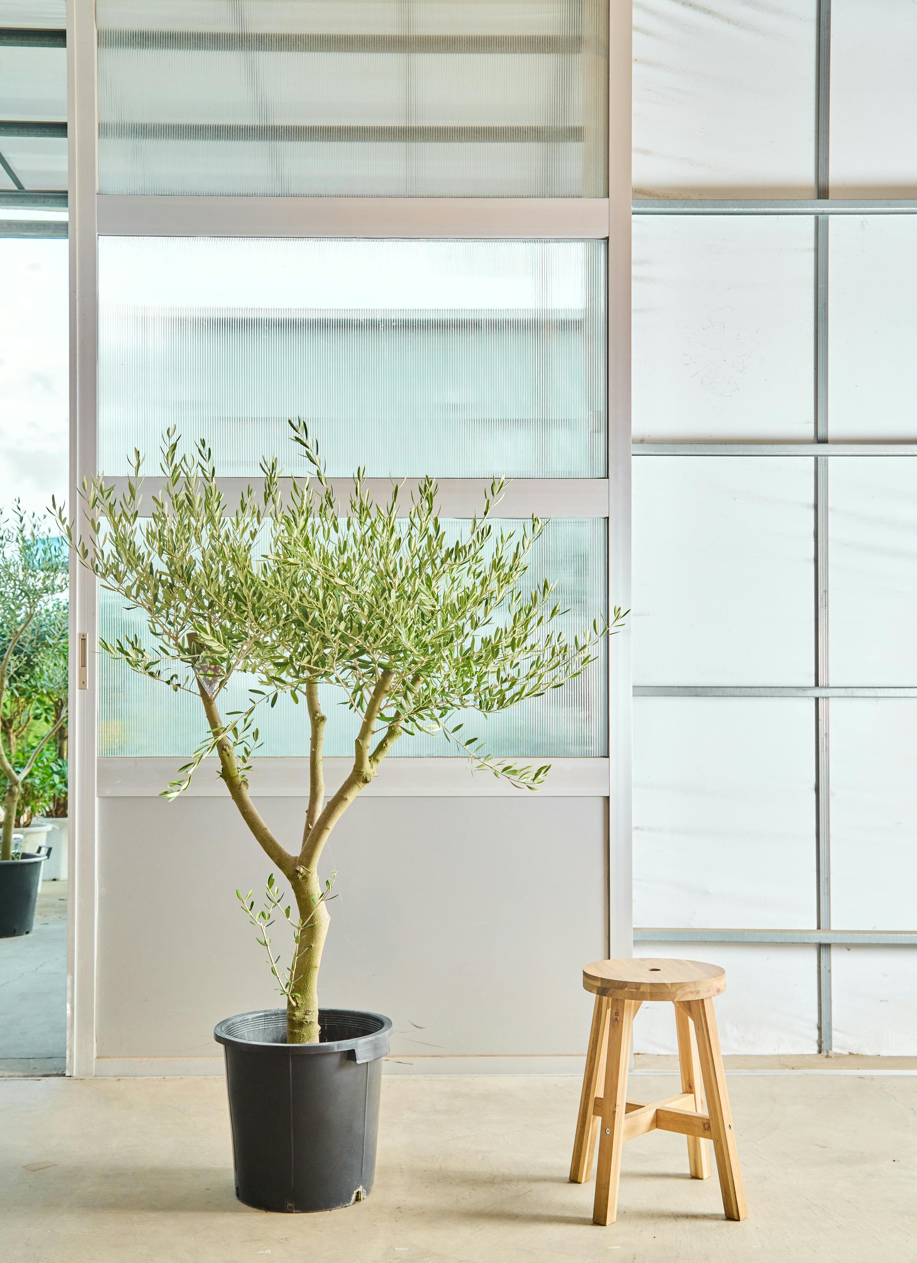 現品　創樹　オリーブの木　オリーブ　ネバディロブランコ　20番　観葉植物　野外 観葉植物 おしゃれ：オリーブの木 *SOUJU（創樹） ネバディロ