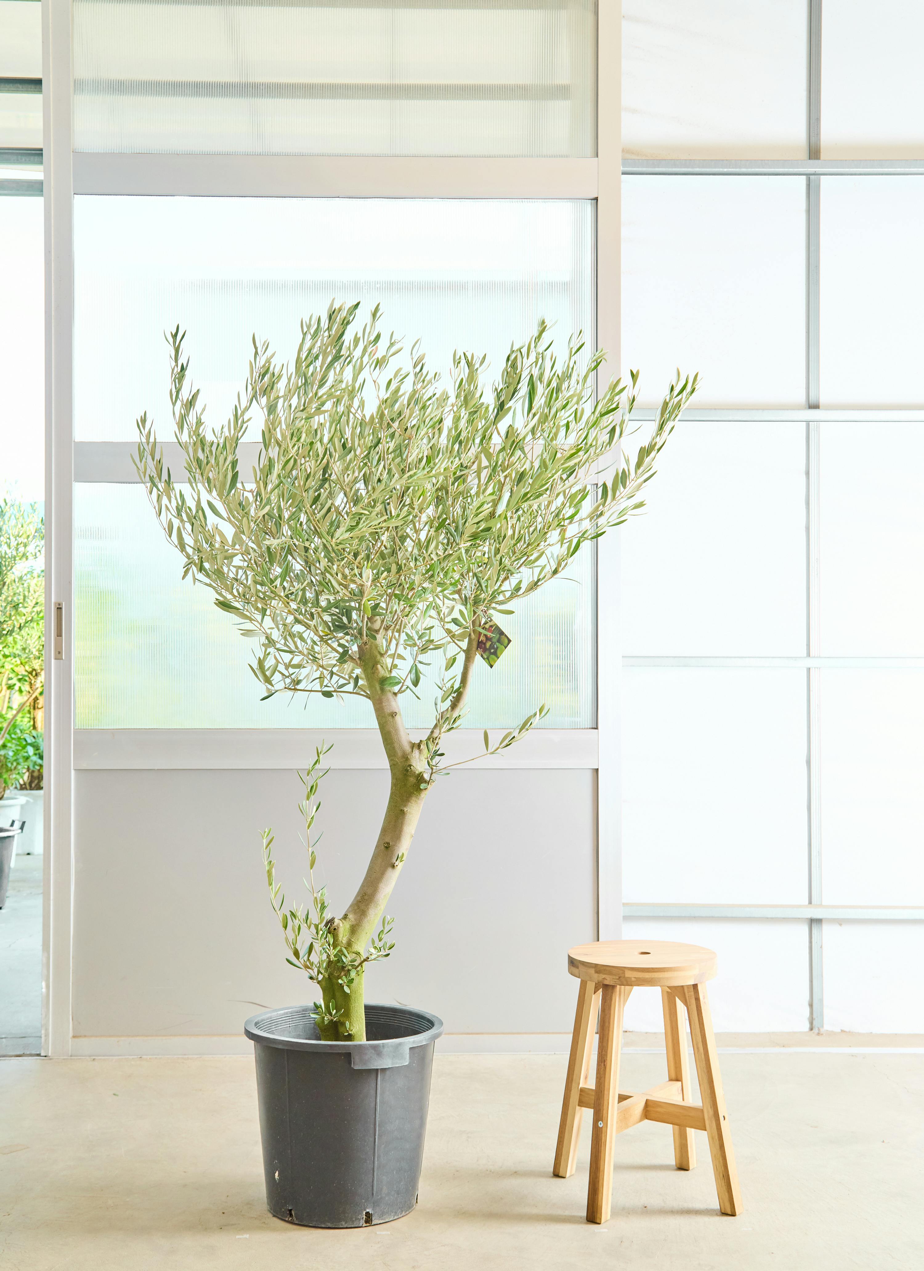 o*u様 オリーブの木,た植物/観葉植物ミッション『綺麗な樹形。全長約160㌢ o*u様 オリーブの木,た植物/観葉植物ミッション『綺麗な樹形。