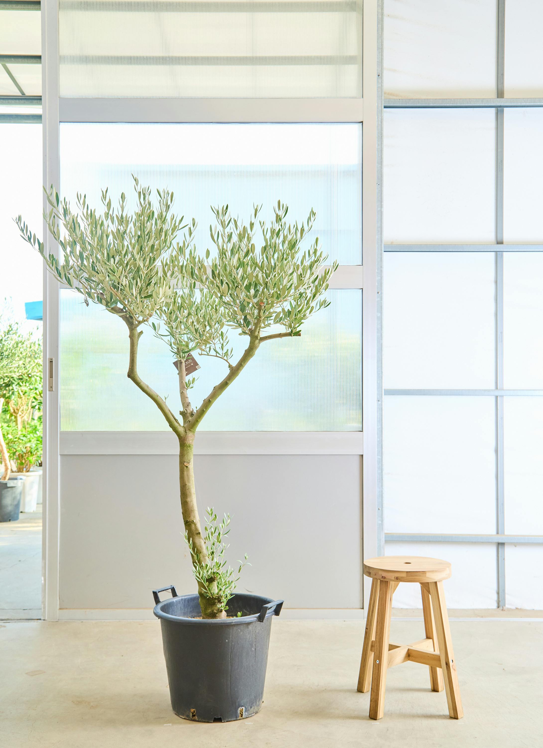 オリーブの木 ミッション 17号 約180cm NO.1801 古木 オリーブの木