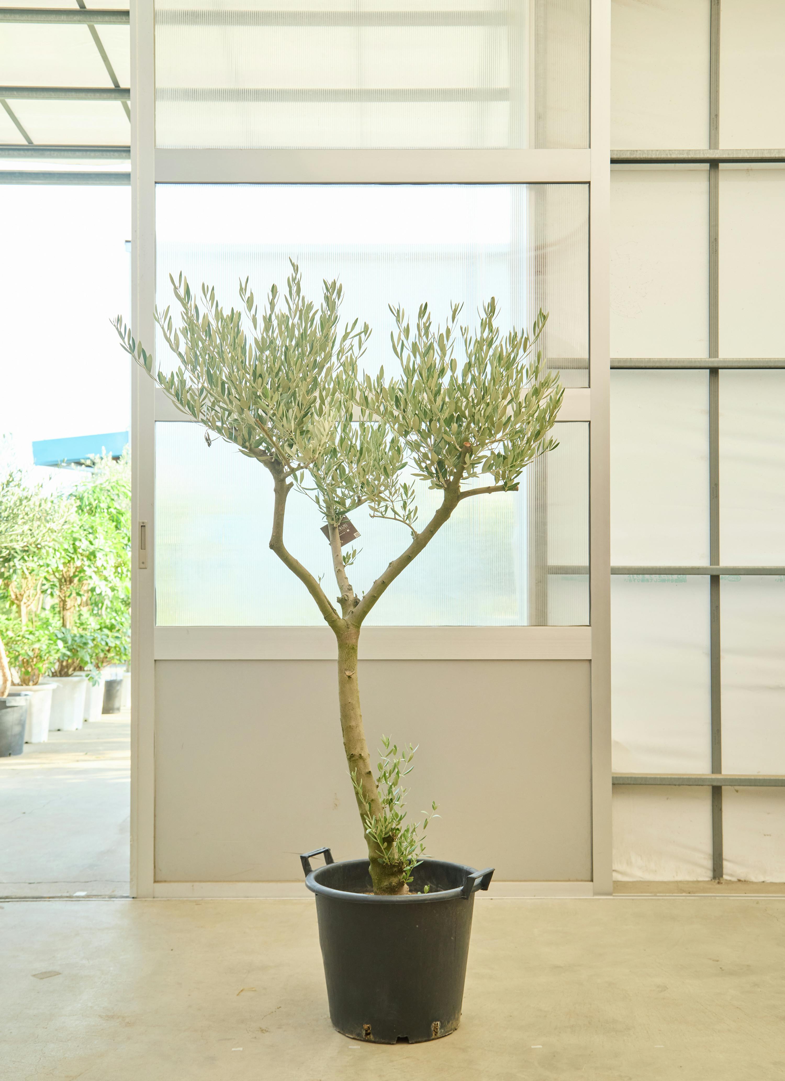 観葉植物 オリーブの木【160cm】12号 創樹 ミッション プラスチック鉢