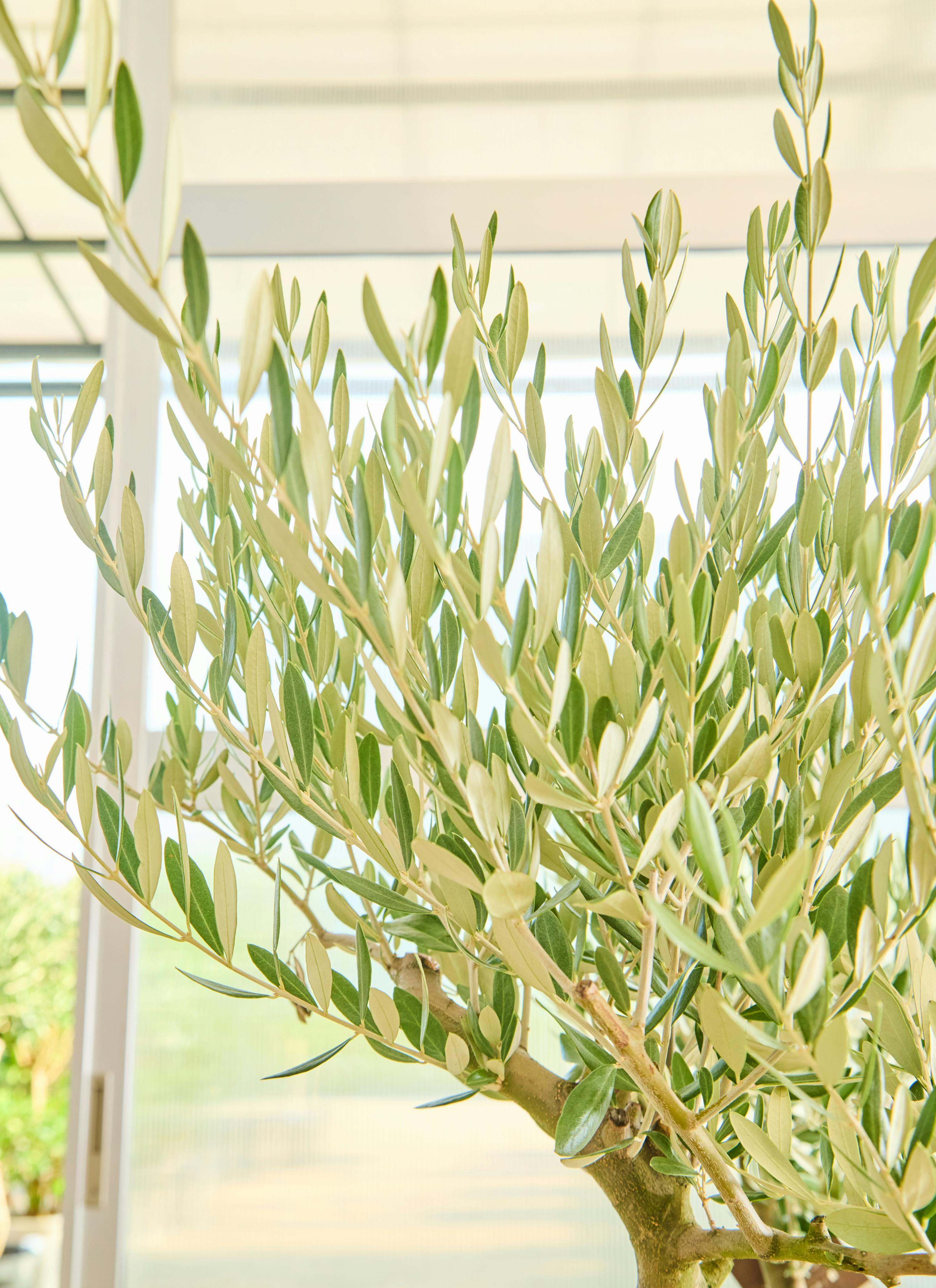 観葉植物 オリーブの木【160cm】12号 創樹 ミッション プラスチック鉢