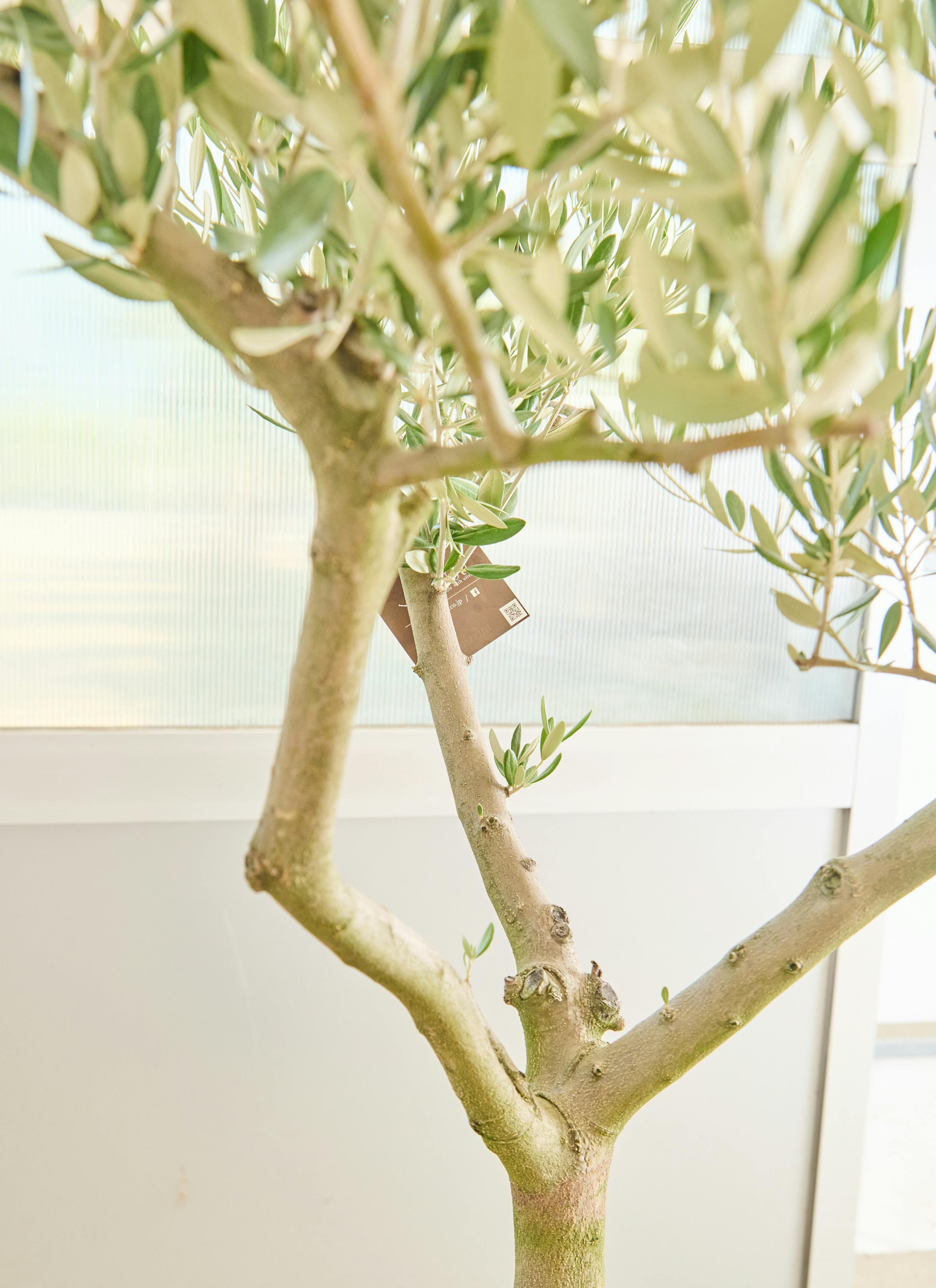 観葉植物 オリーブの木【160cm】12号 創樹 ミッション プラスチック鉢