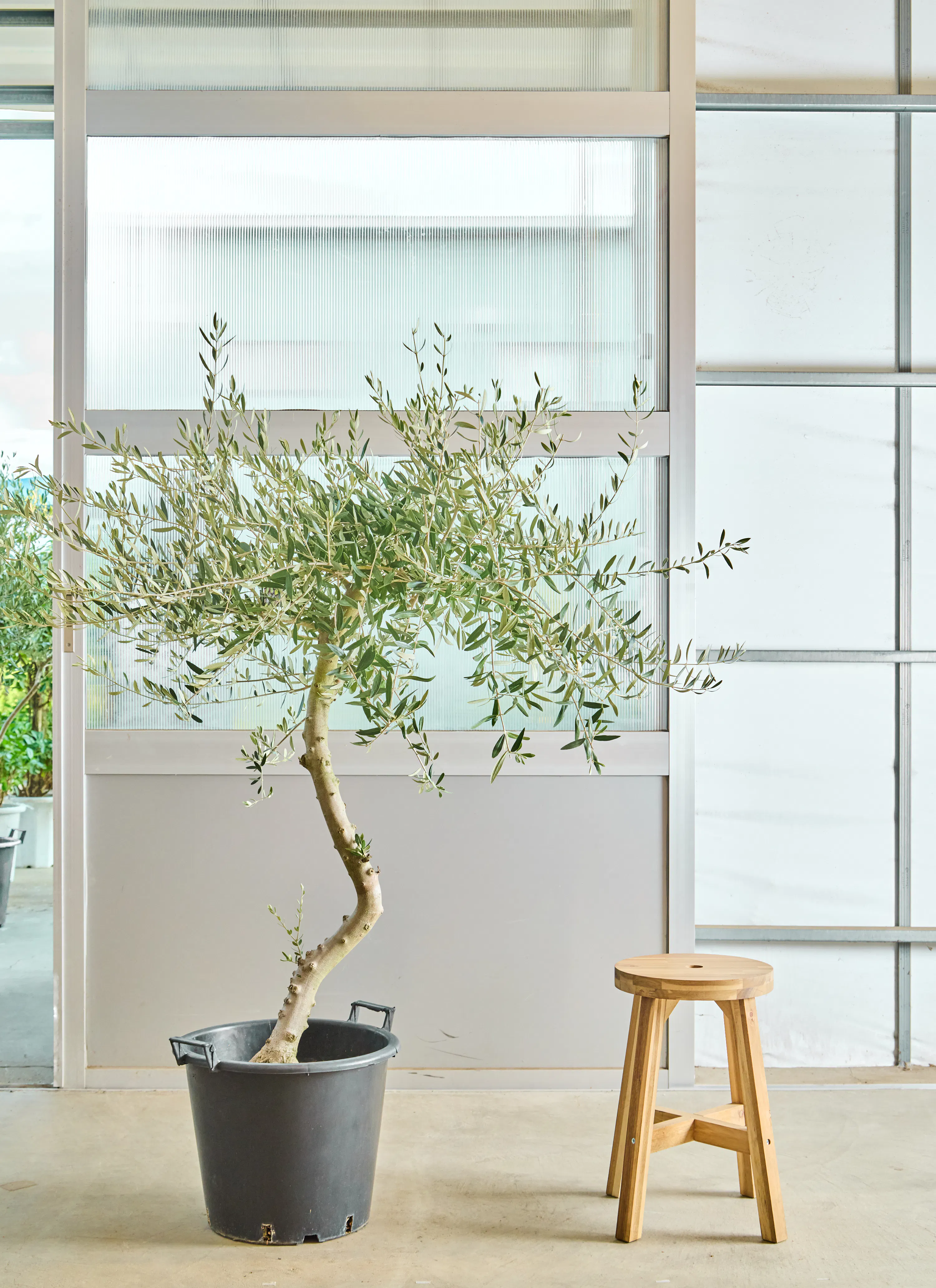 オリーブの木 創樹 | 観葉植物通販HitoHana(ひとはな)