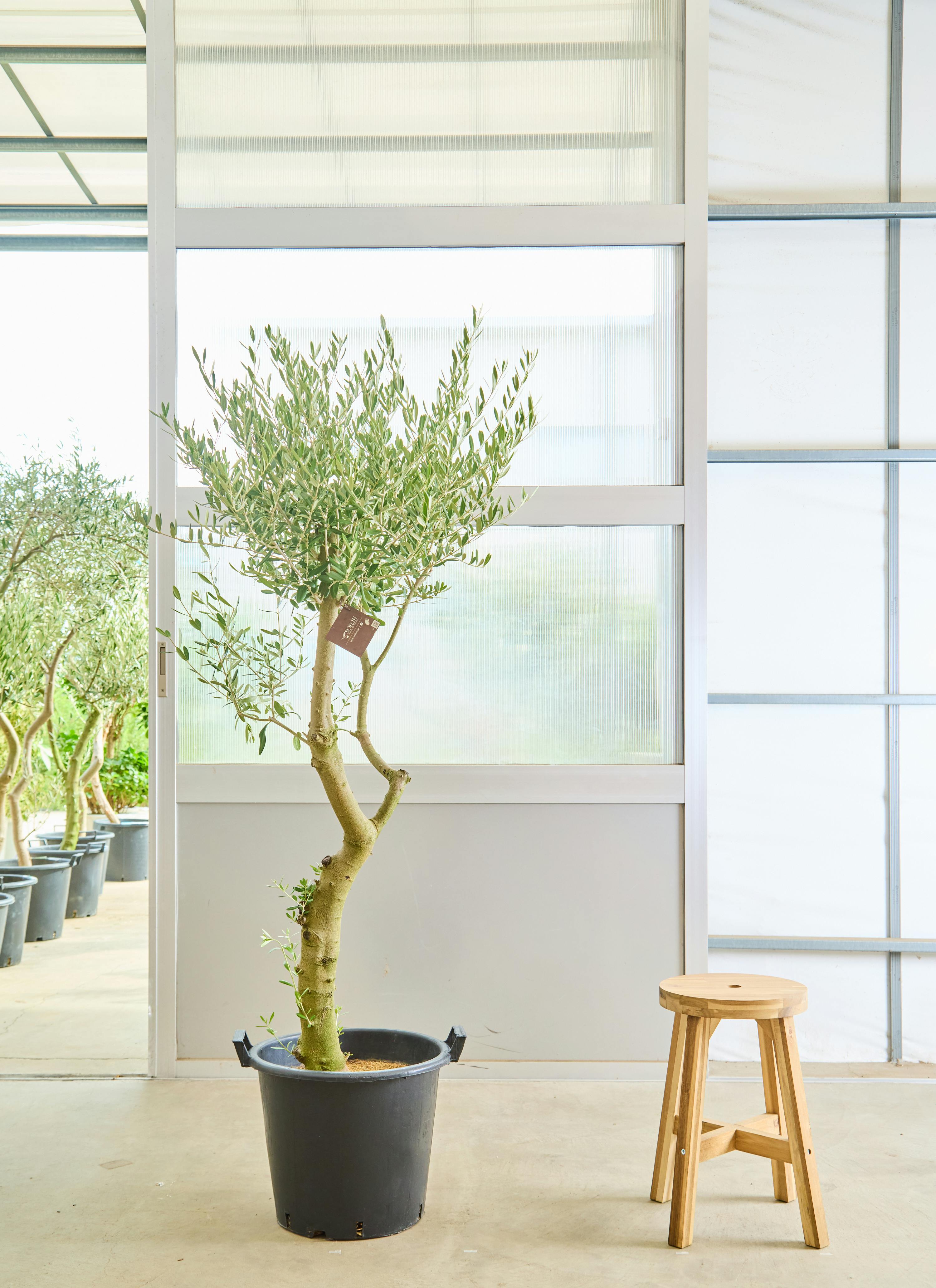 創樹 オリーブ オリーミー 接木 チプレシーノ ネバディロブランコ 8番