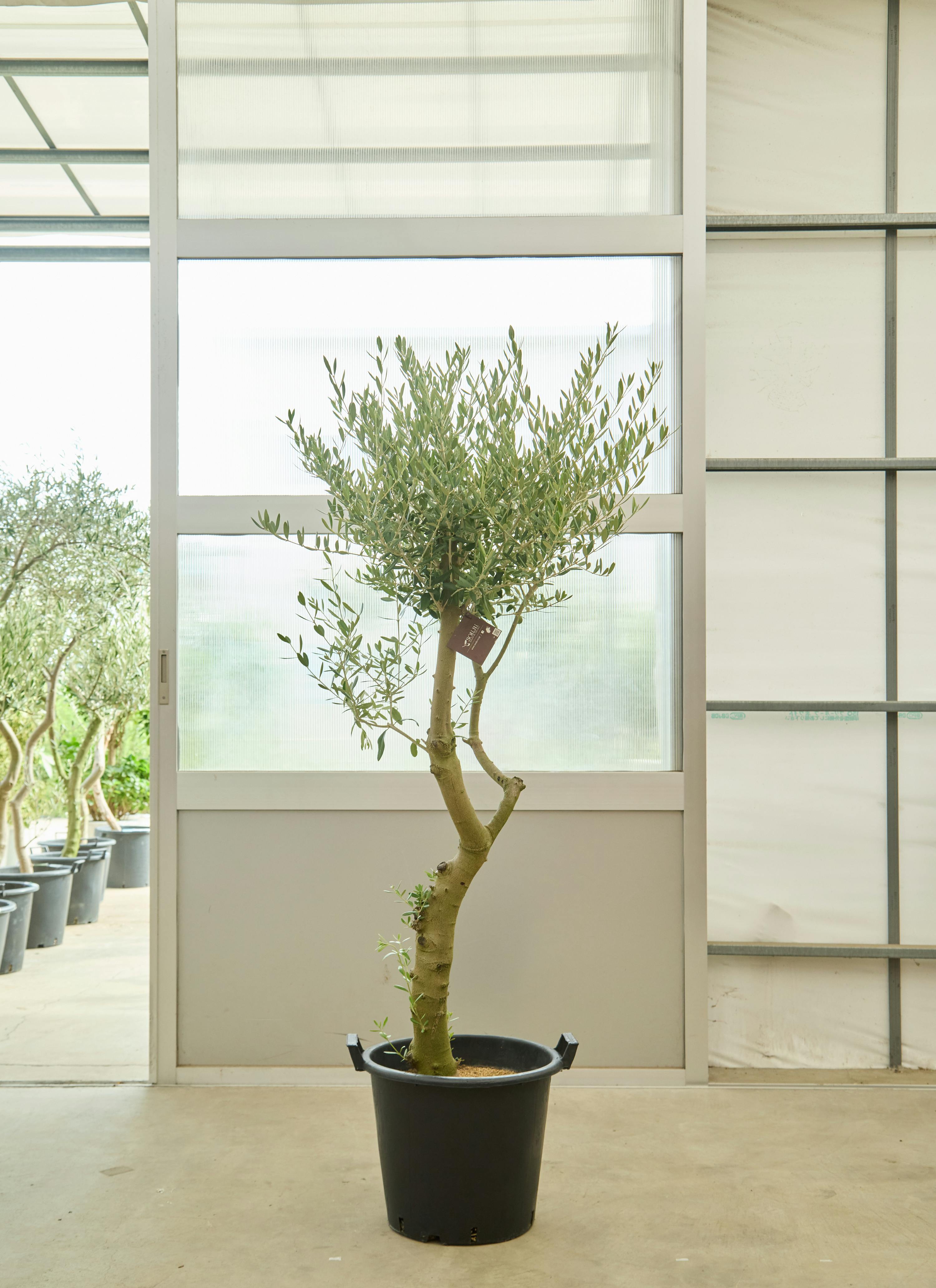 観葉植物 オリーブの木【165cm】12号 創樹 ネバディロブランコ