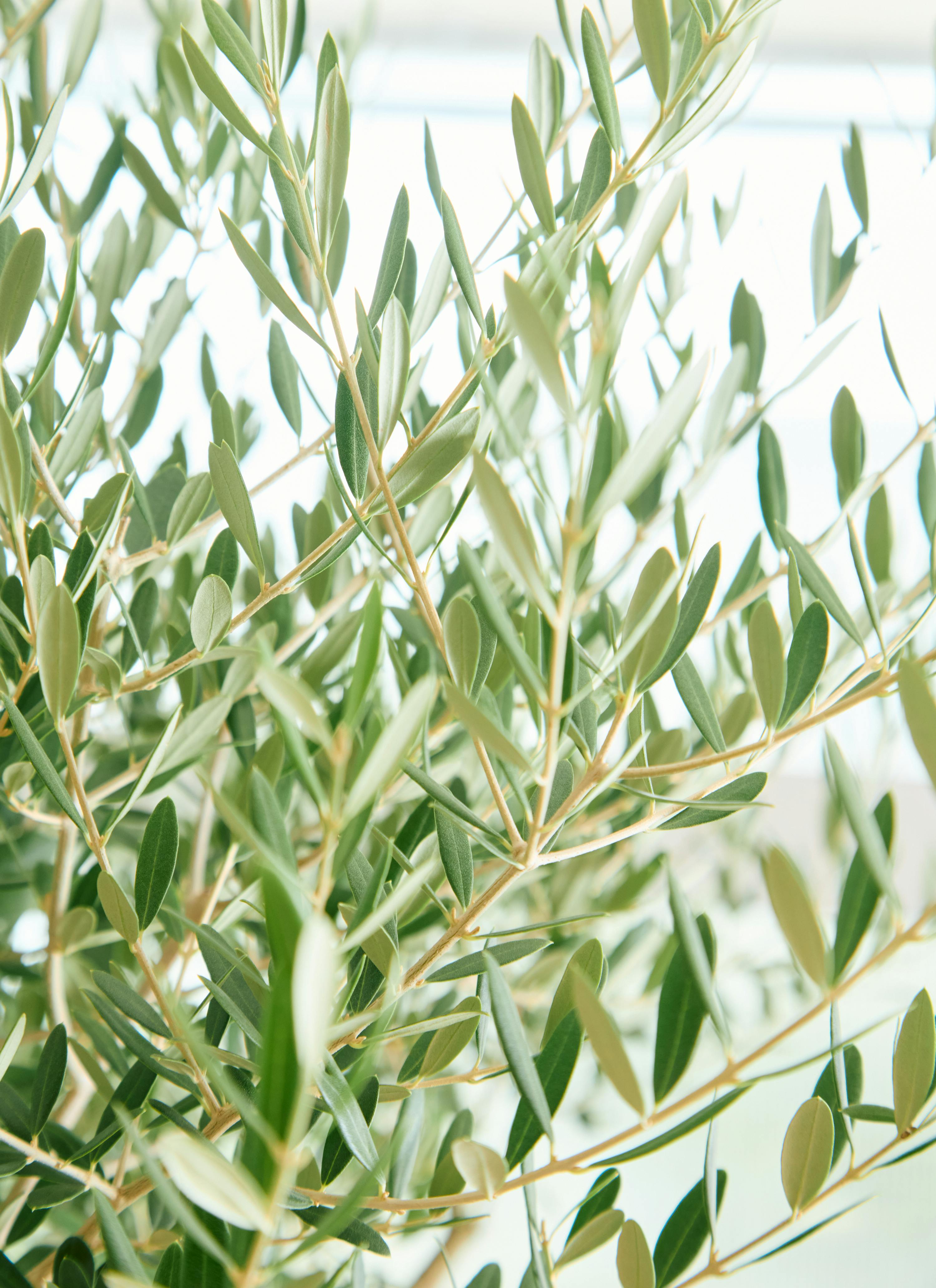 観葉植物 オリーブの木【165cm】12号 創樹 ネバディロブランコ