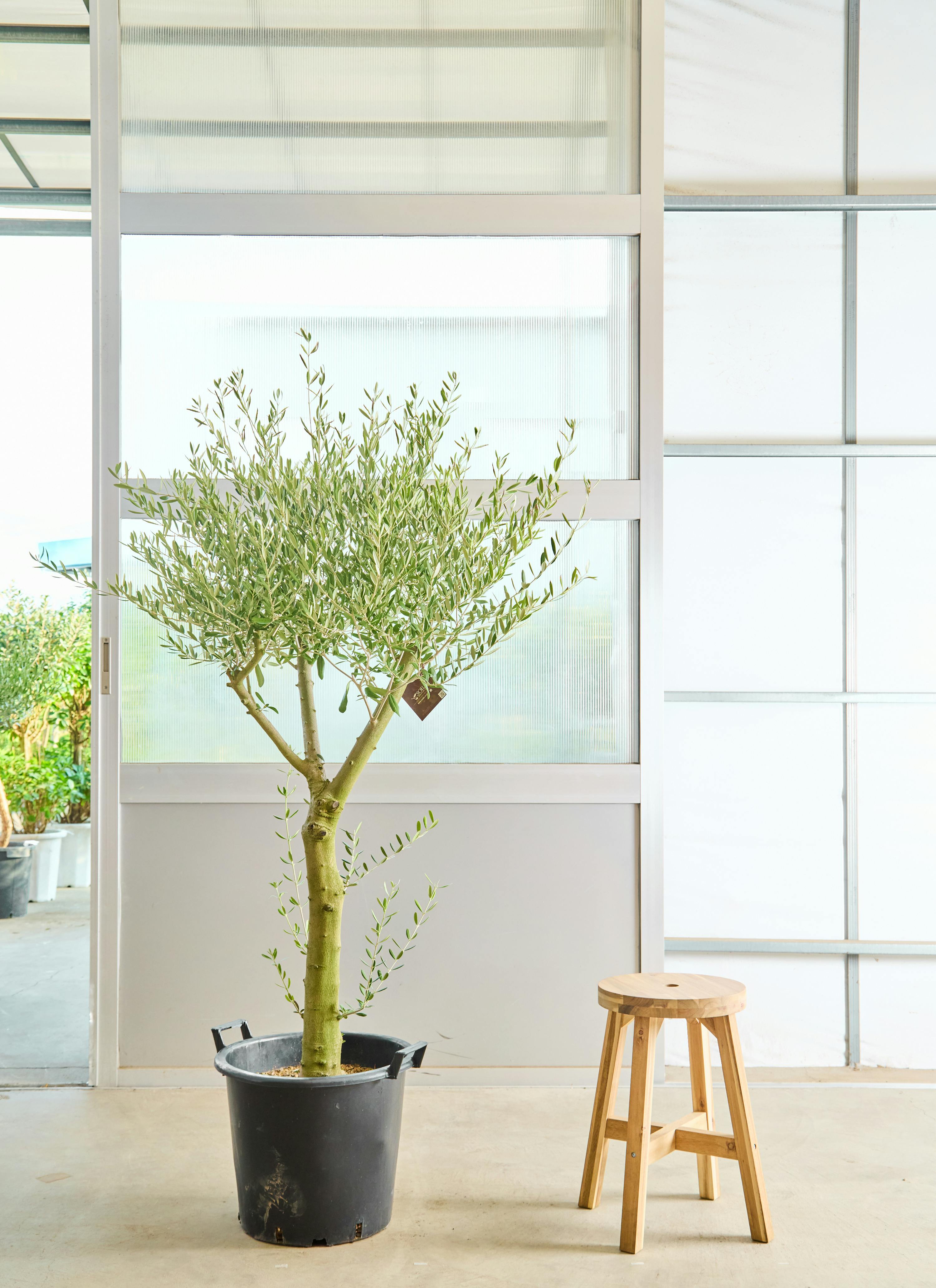 オリーブの木 | 観葉植物の通販ならHitoHana（ひとはな）