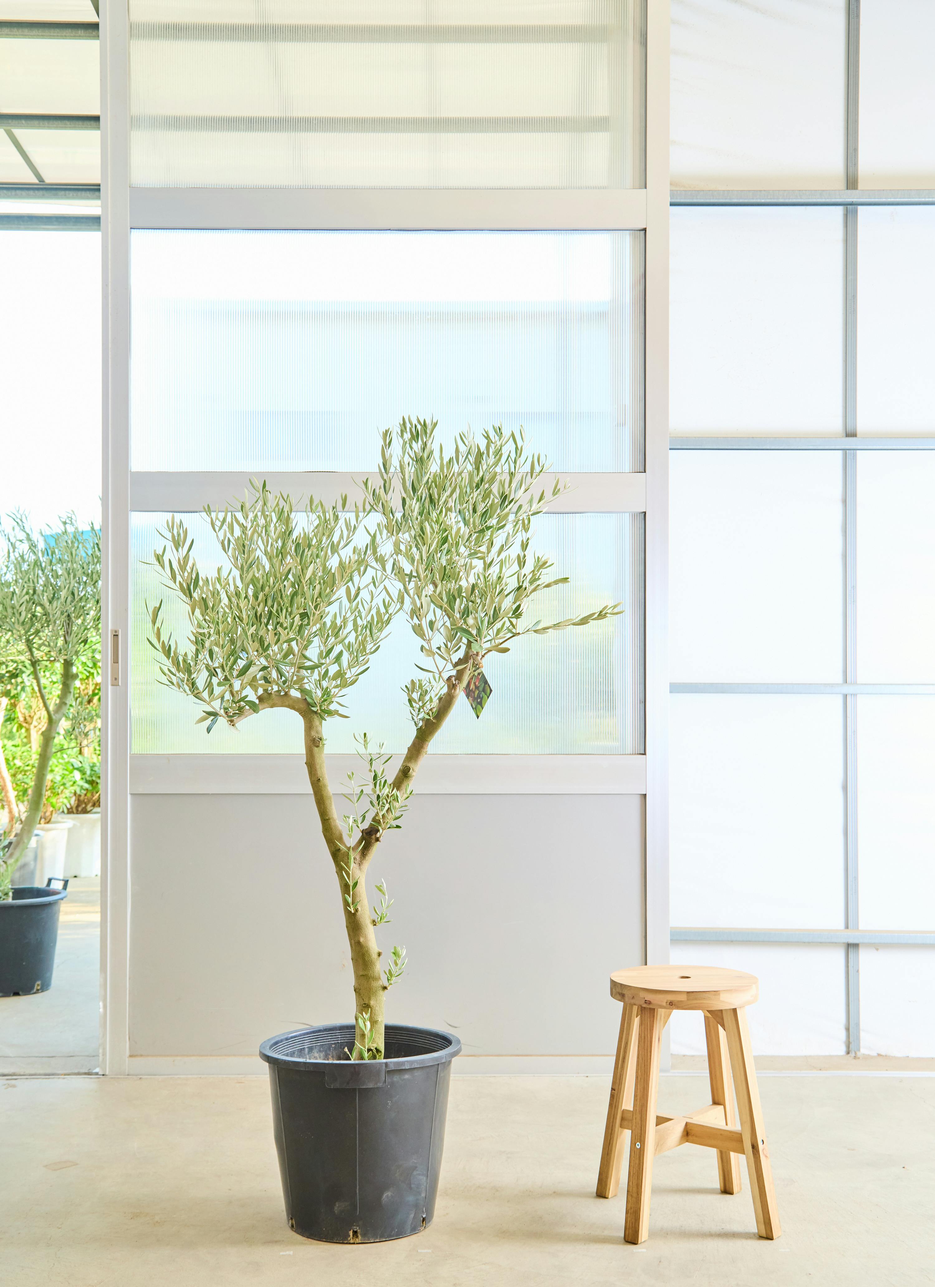 オリーブの木 ミッション | 観葉植物 | 送料無料でお届け - Hitohana