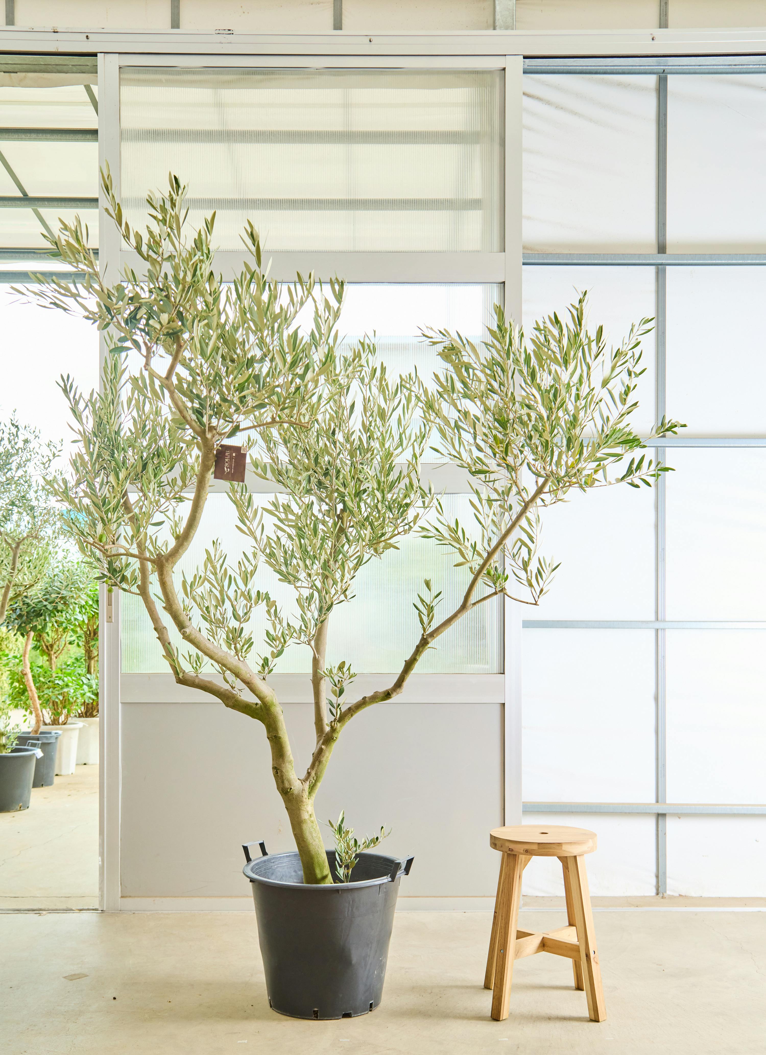 オリーブの木 ミッション | 観葉植物 | 送料無料でお届け - Hitohana