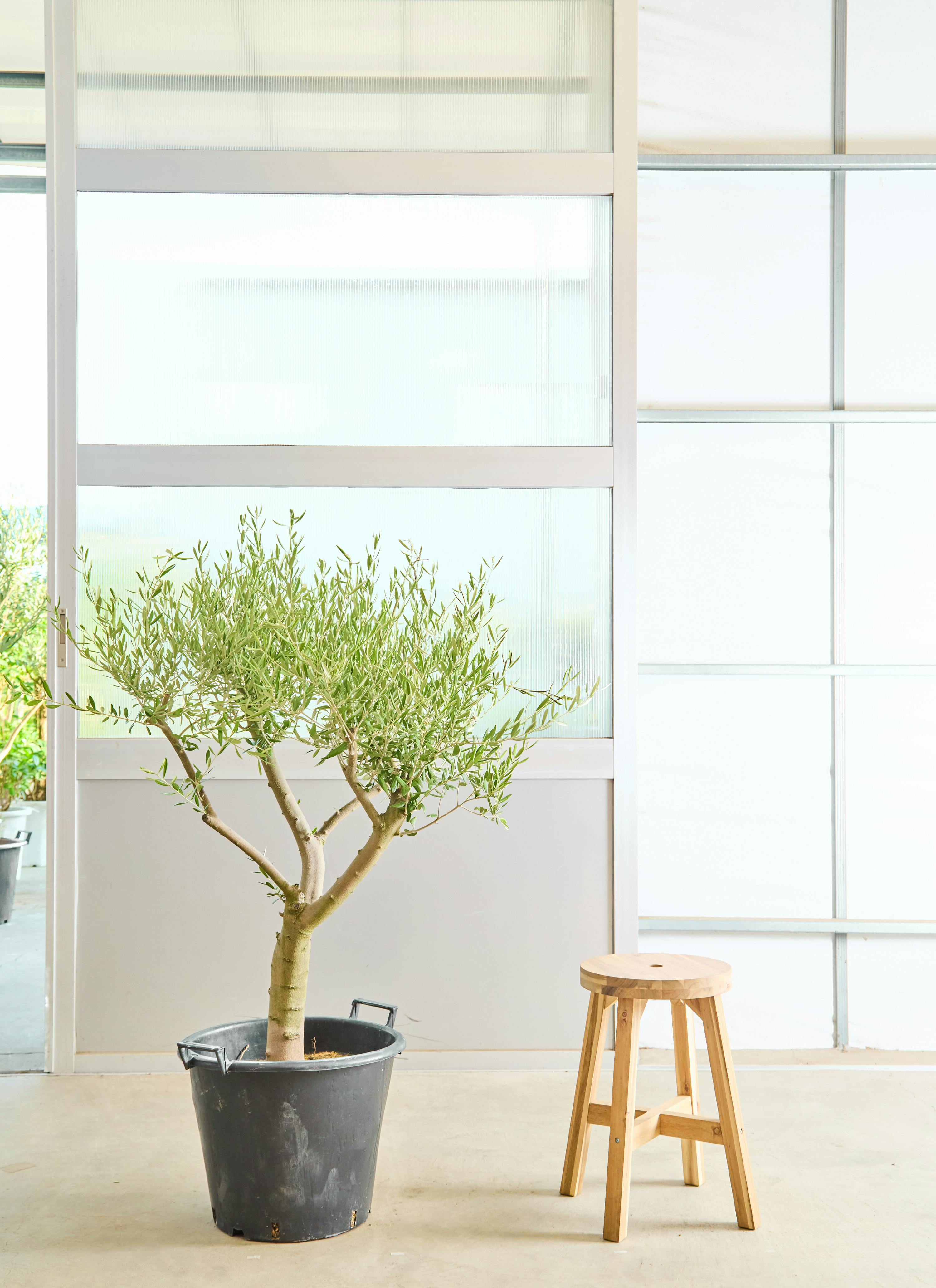 創樹　オリーミー　接木　ミッション　ネバディロブランコ　1 オリーミー 創樹 オリーブ ミッション ネバディロブランコ 接木