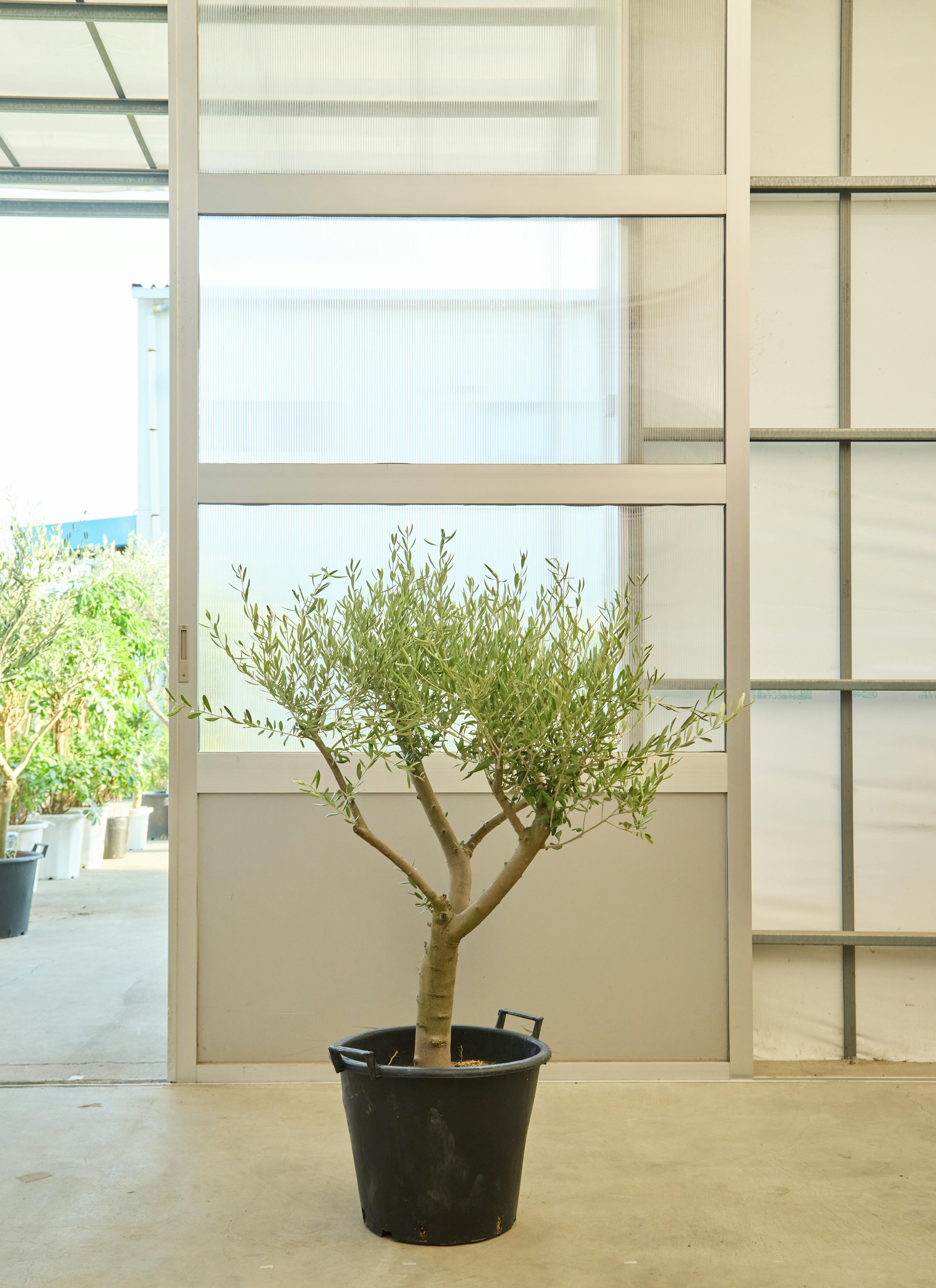 観葉植物 オリーブの木【130cm】12号 創樹 ネバディロブランコ