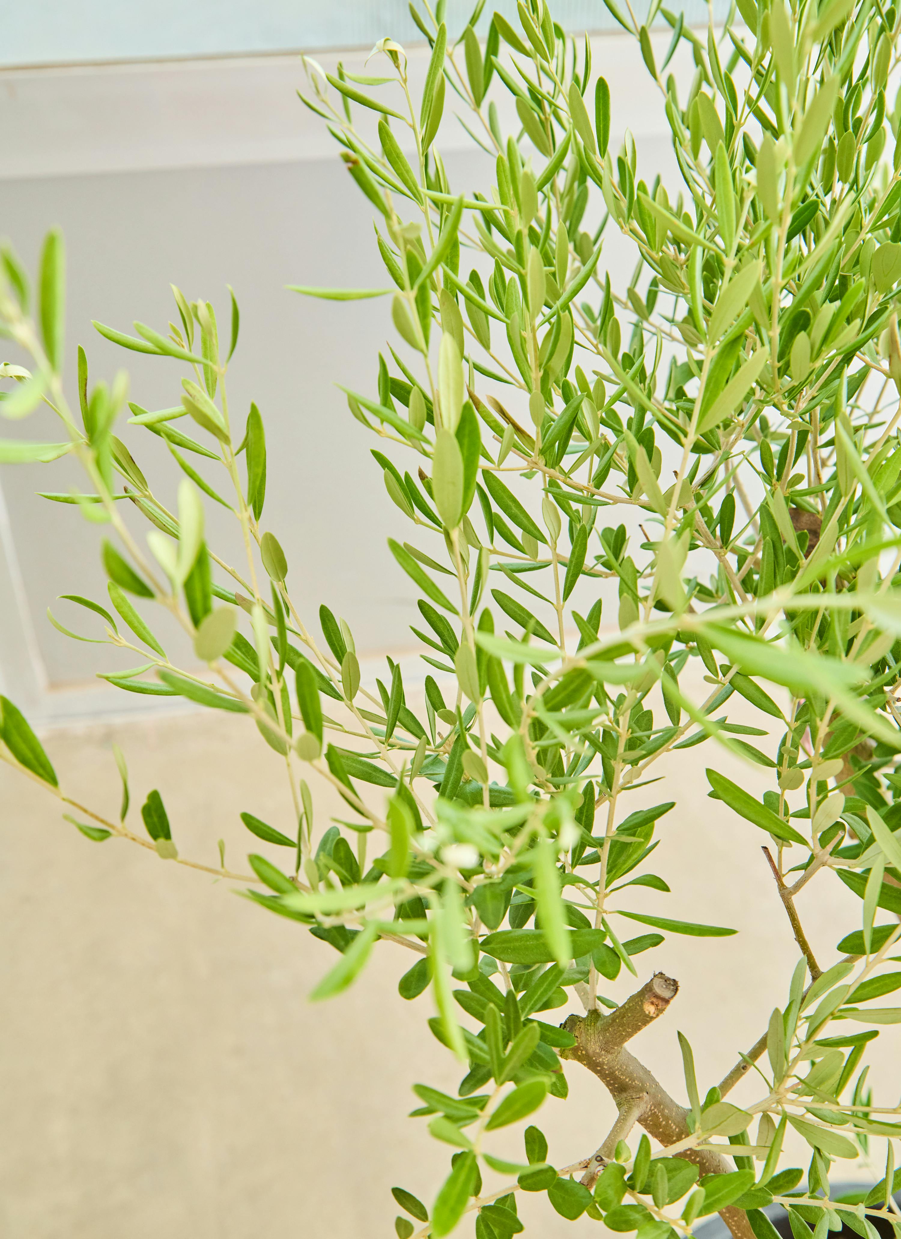 観葉植物 オリーブの木【130cm】12号 創樹 ネバディロブランコ