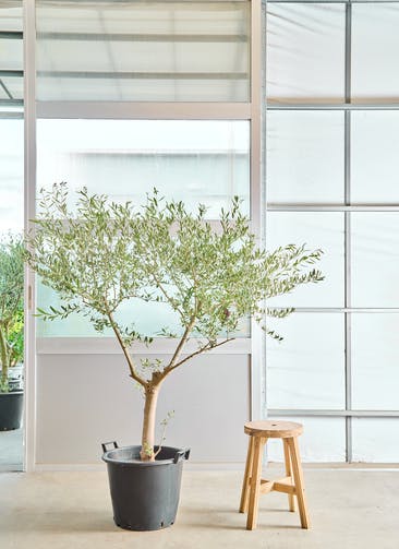 観葉植物 オリーブの木 8号 コラティーナ (コラチナ) ブリティッシュ