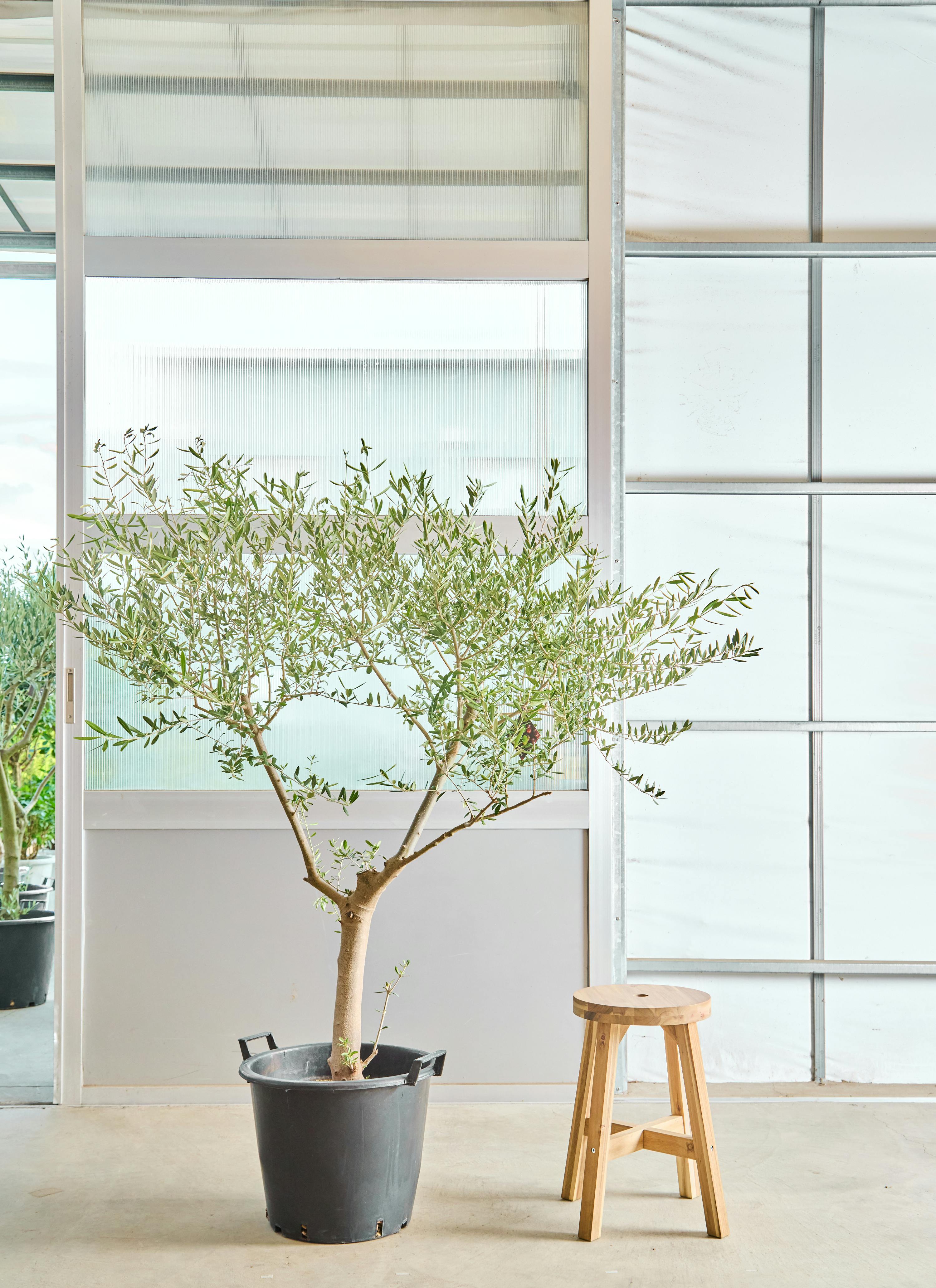 オリーブの木 創樹 | 観葉植物通販HitoHana(ひとはな)