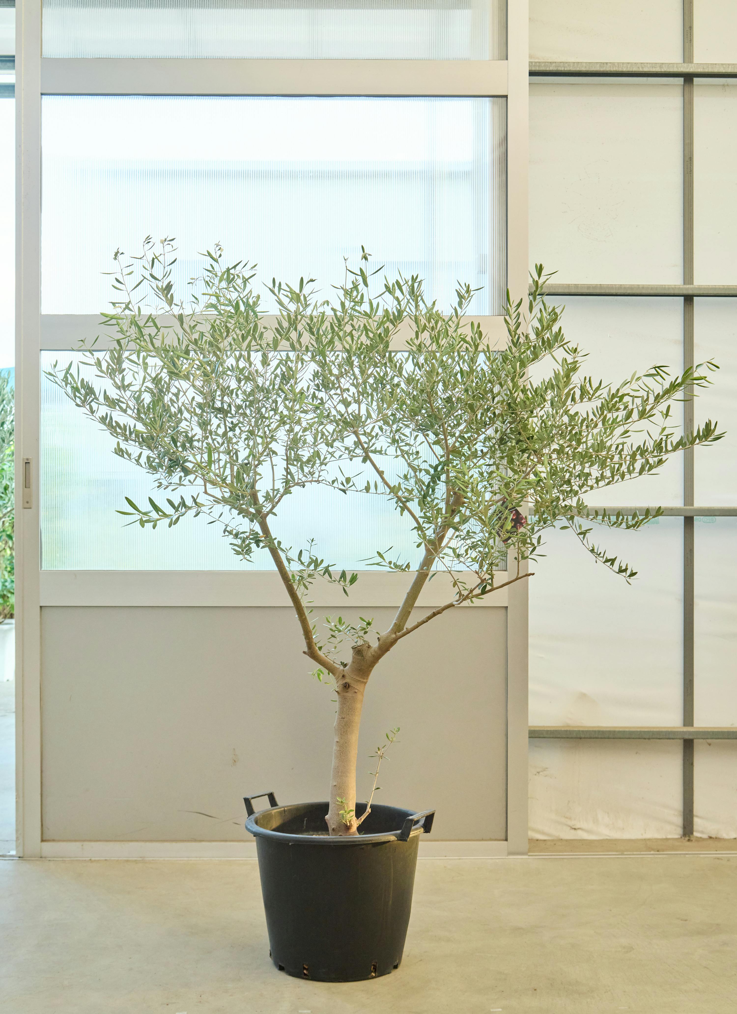 観葉植物 オリーブの木【160cm】12号 創樹 ネバディロブランコ