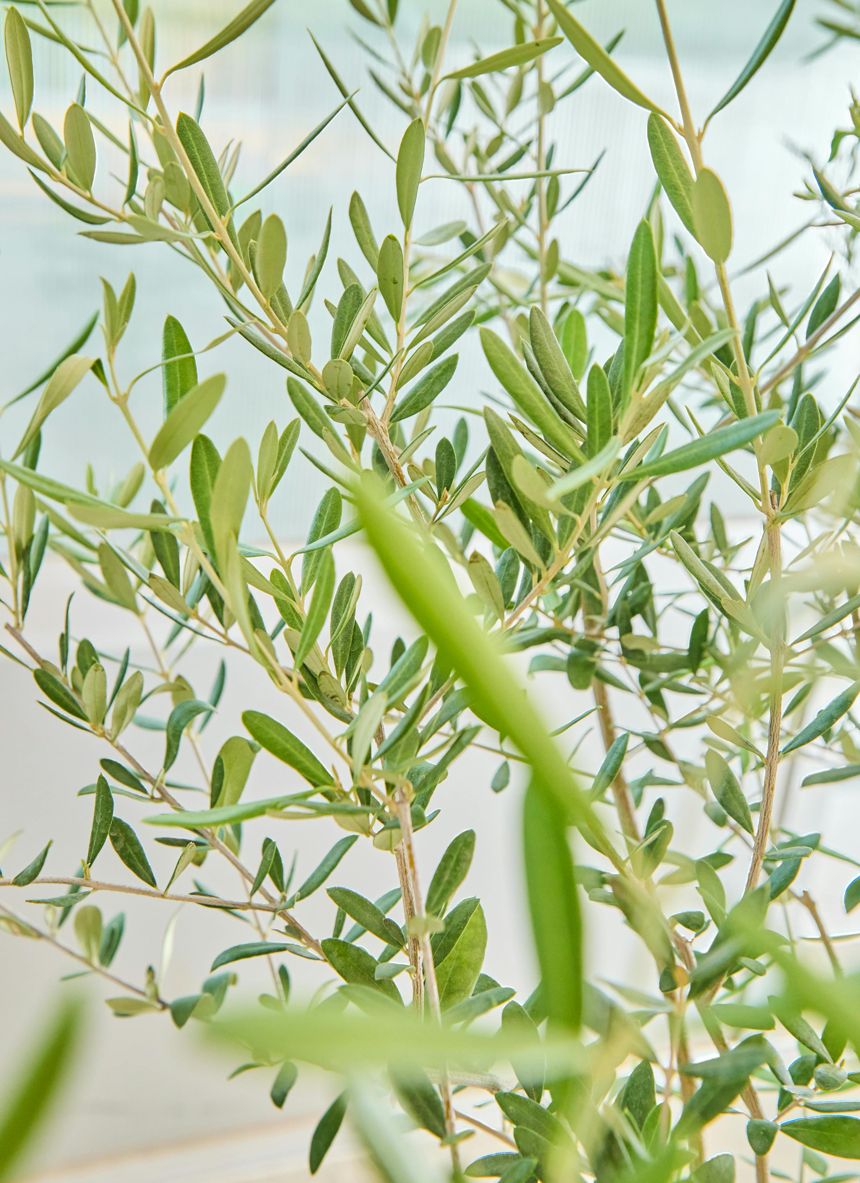 観葉植物 オリーブの木【160cm】12号 創樹 ネバディロブランコ
