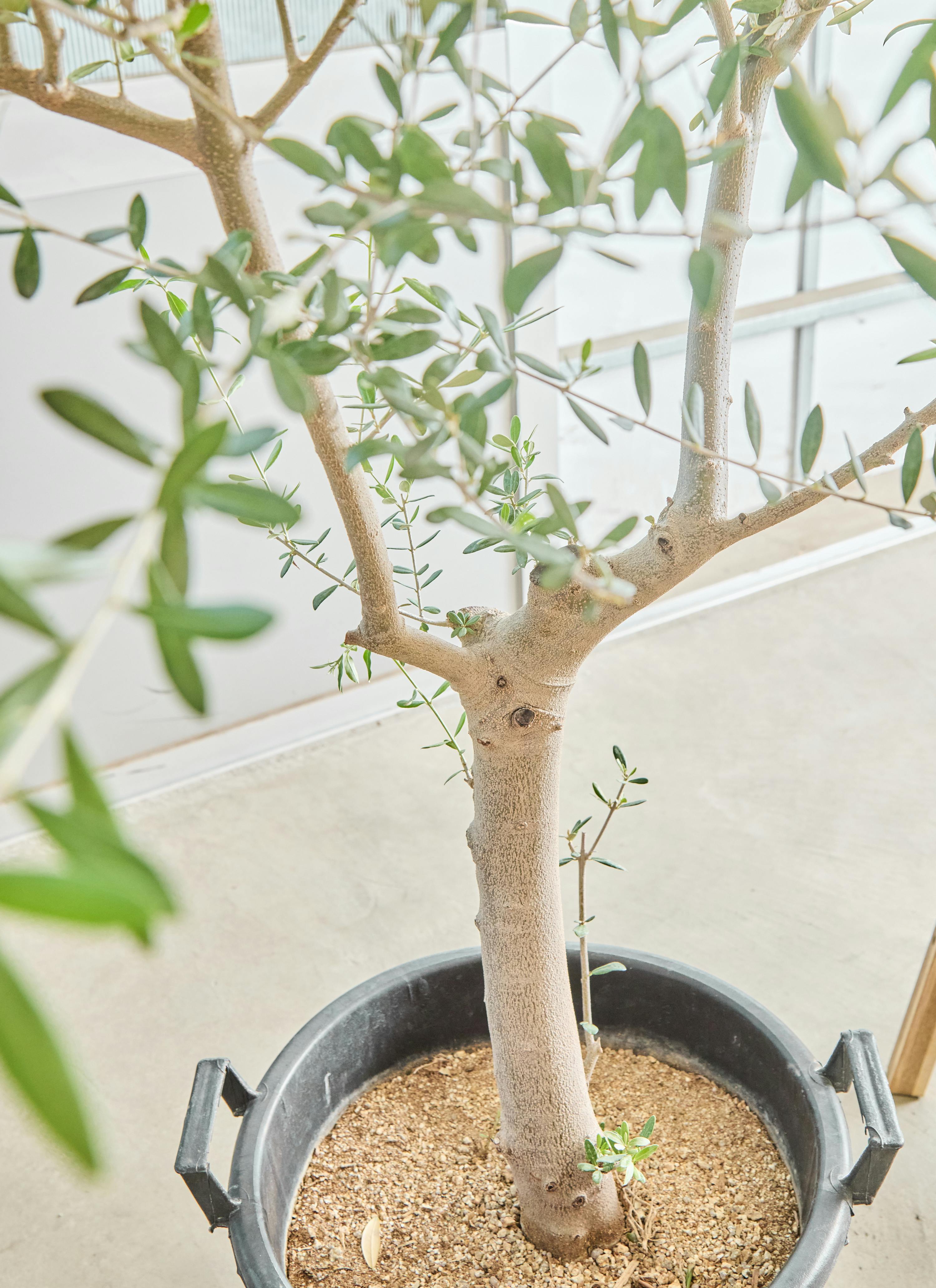 観葉植物 オリーブの木【160cm】12号 創樹 ネバディロブランコ