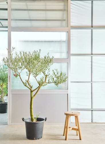観葉植物 オリーブの木 8号 コレッジョラ モンデリック ラタン 付き