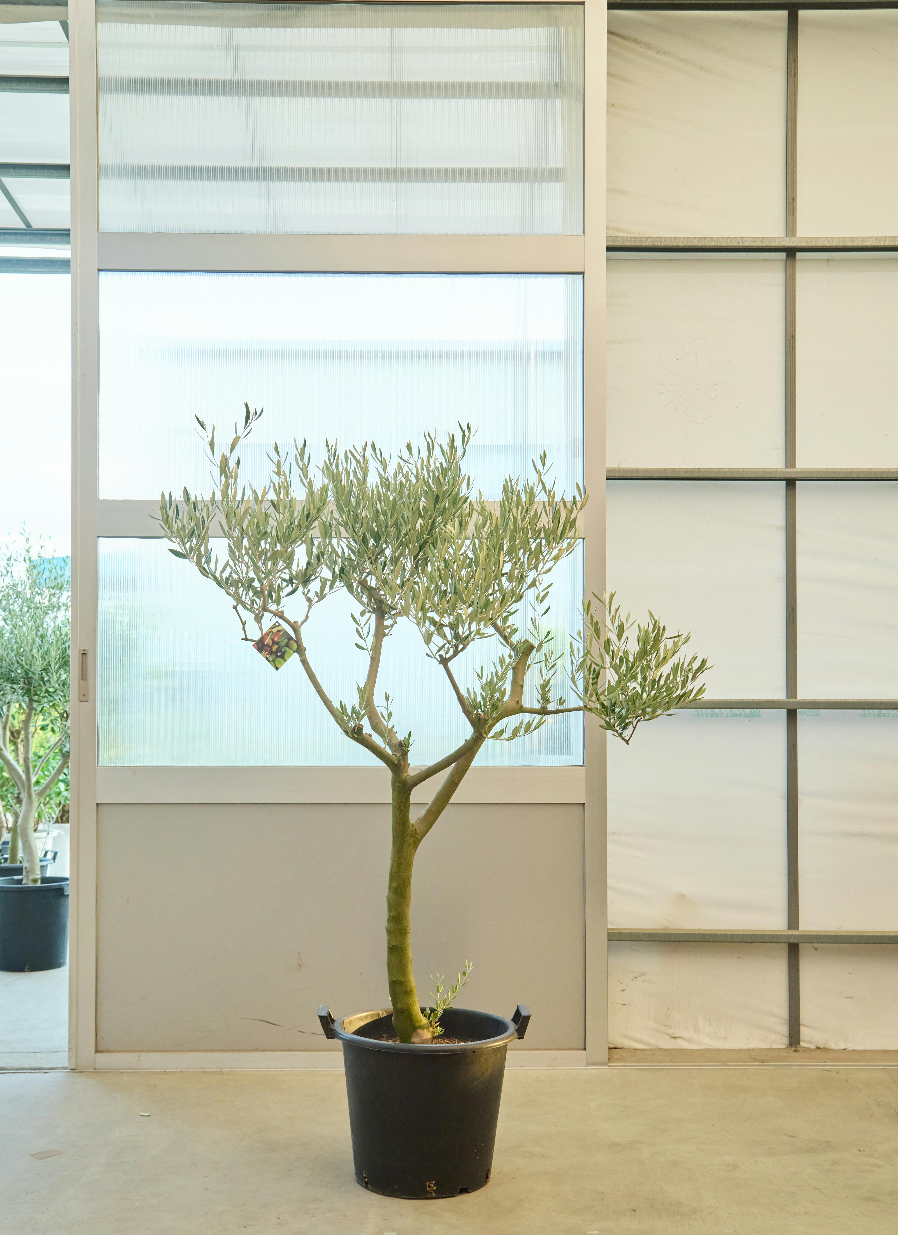 観葉植物 オリーブの木【160cm】12号 創樹 ミッション プラスチック鉢