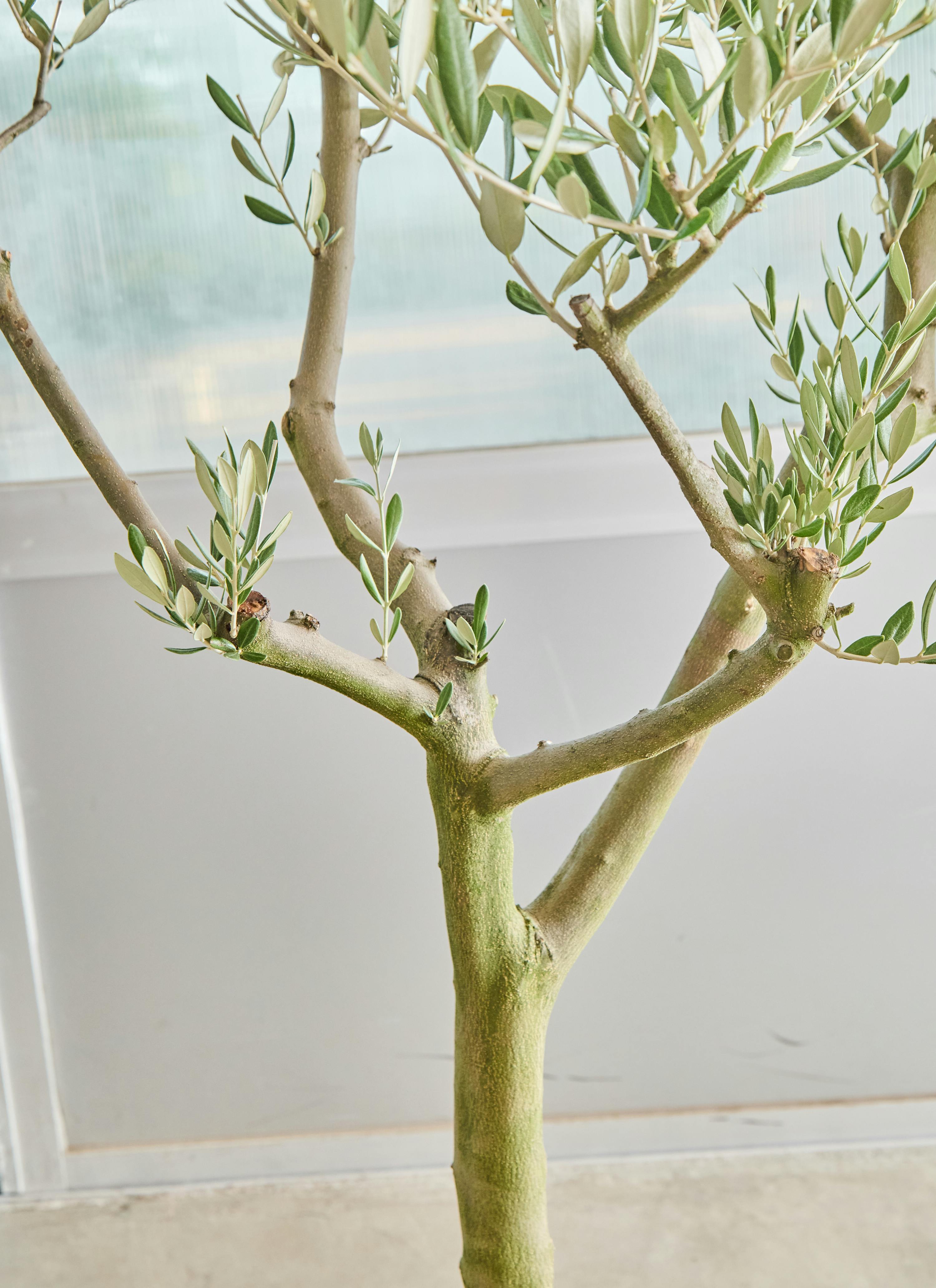 【引取り限定】オリーブの木 中型⭐︎古木⭐︎約160cm 観葉植物 オリーブの木【160cm】12号 創樹 ミッション プラスチック鉢