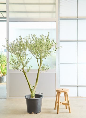 観葉植物 オリーブ 8号 創樹 ポリゴヘクサ 白 付き | 観葉植物なら