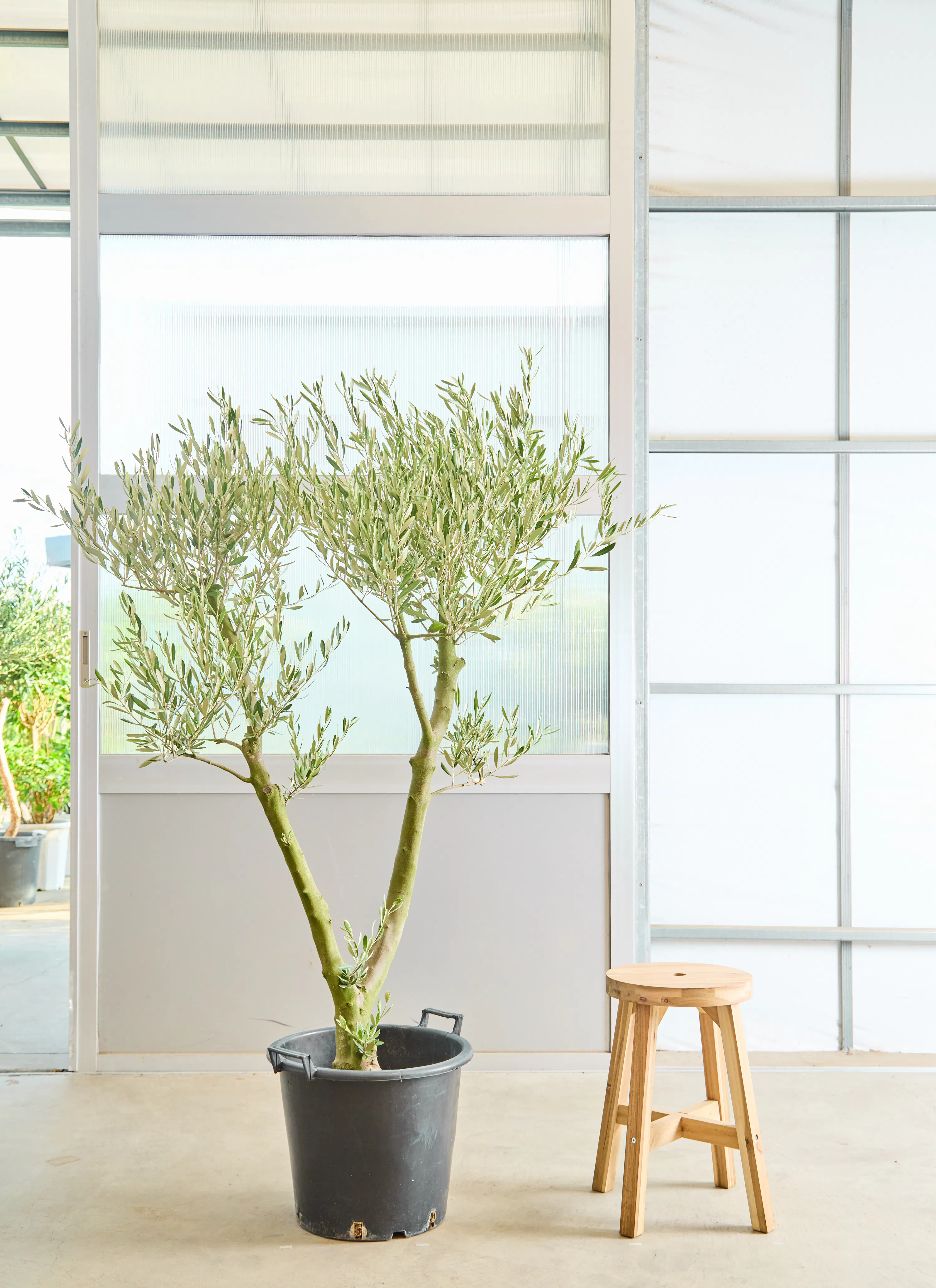 オリーブの木 ミッション | 観葉植物 | 送料無料でお届け - Hitohana 