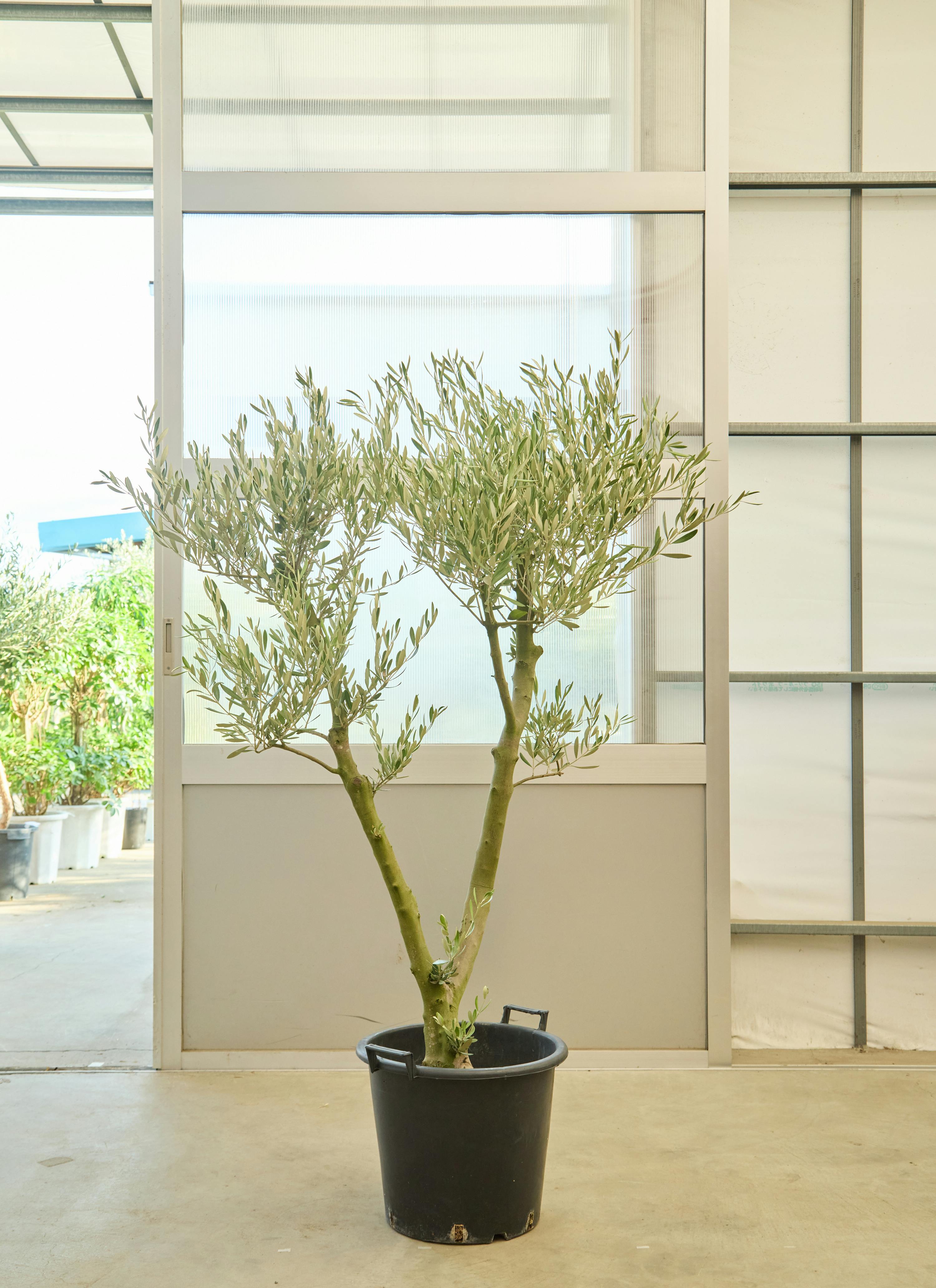 観葉植物 オリーブの木 【165cm】12号 創樹 ミッション プラスチック鉢