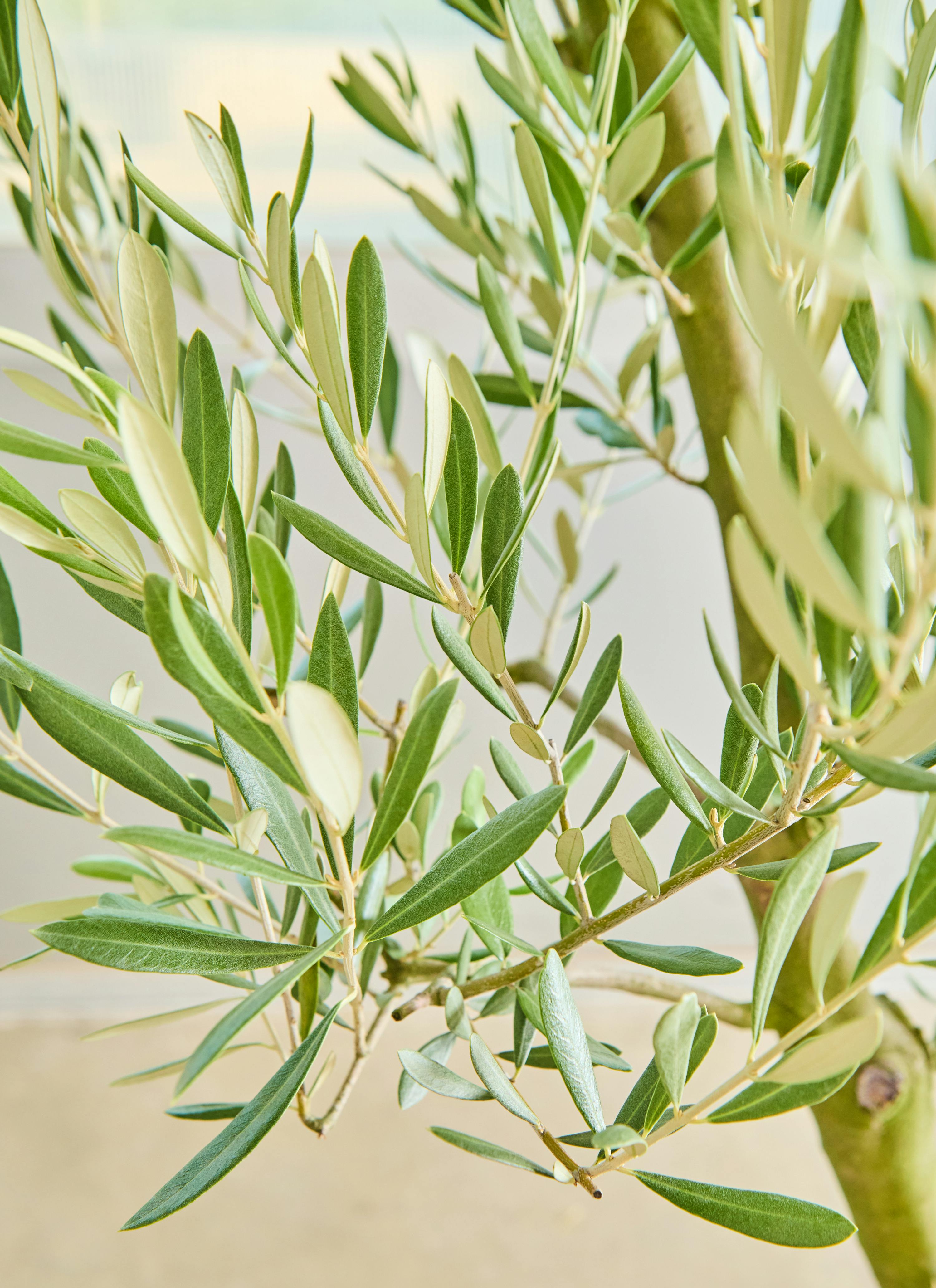 観葉植物 オリーブの木 【165cm】12号 創樹 ミッション プラスチック鉢