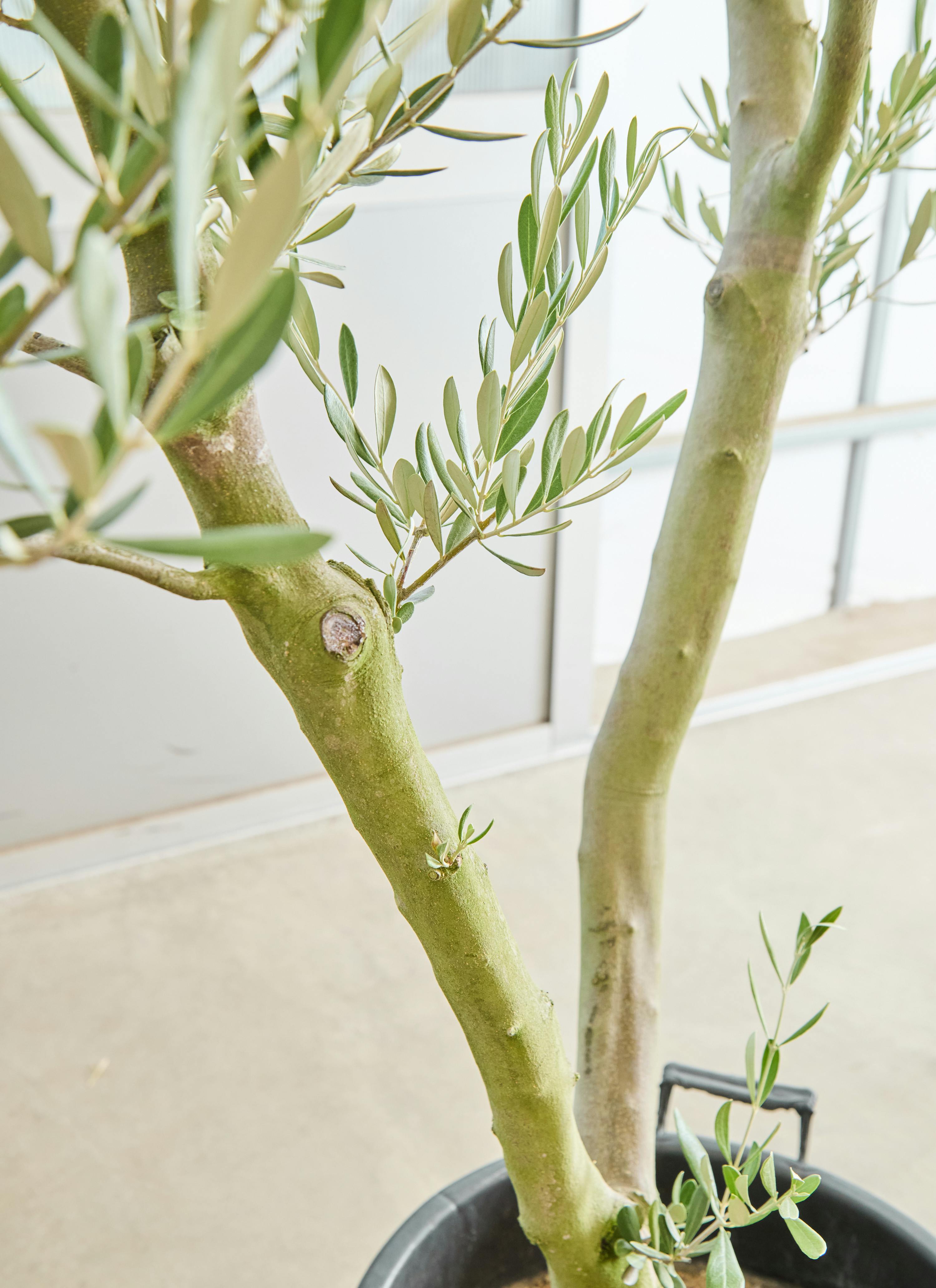 観葉植物 オリーブの木 【165cm】12号 創樹 ミッション プラスチック鉢