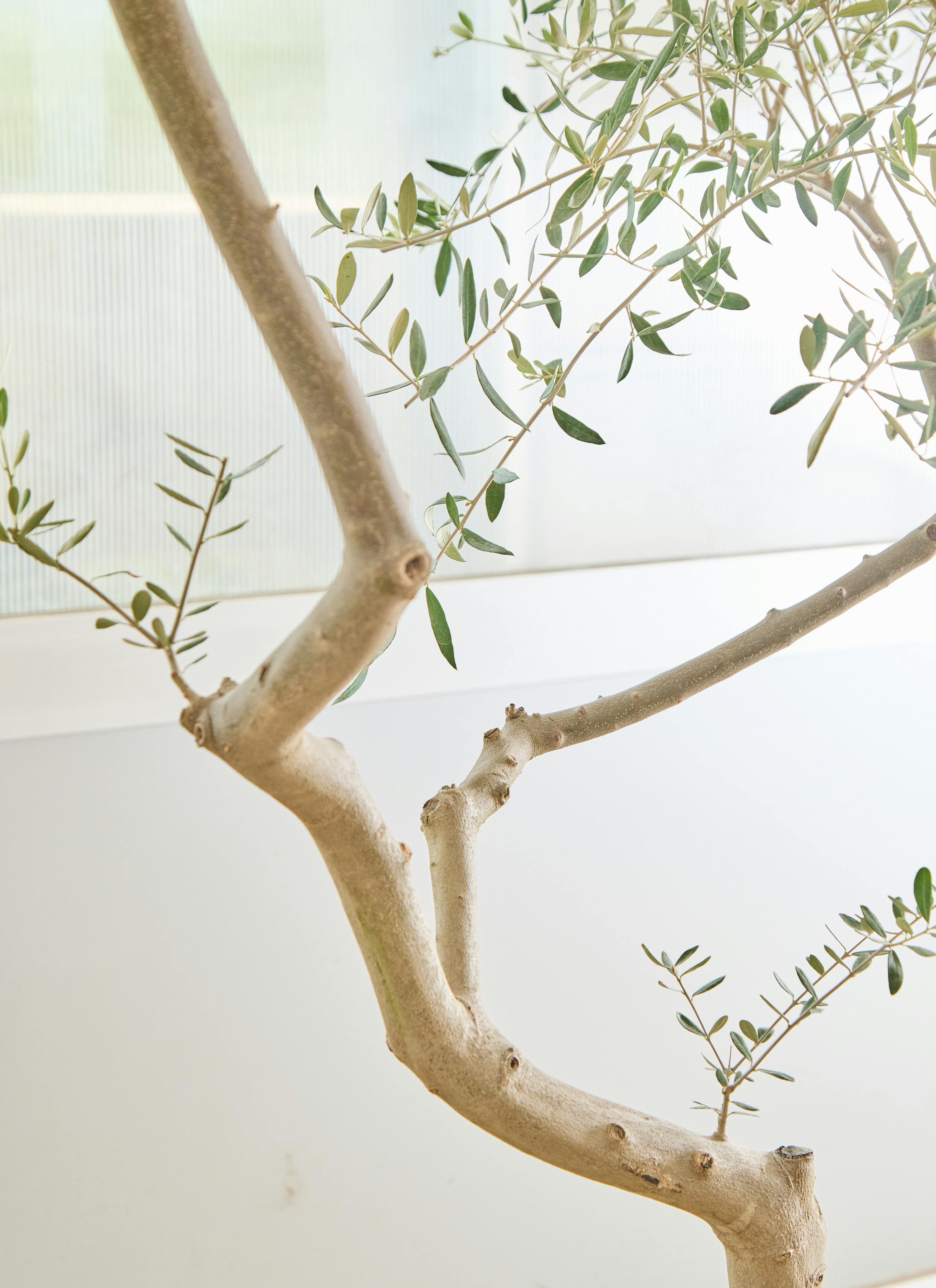 観葉植物 オリーブの木 【200cm】12号 創樹 ペンドリノ プラスチック鉢